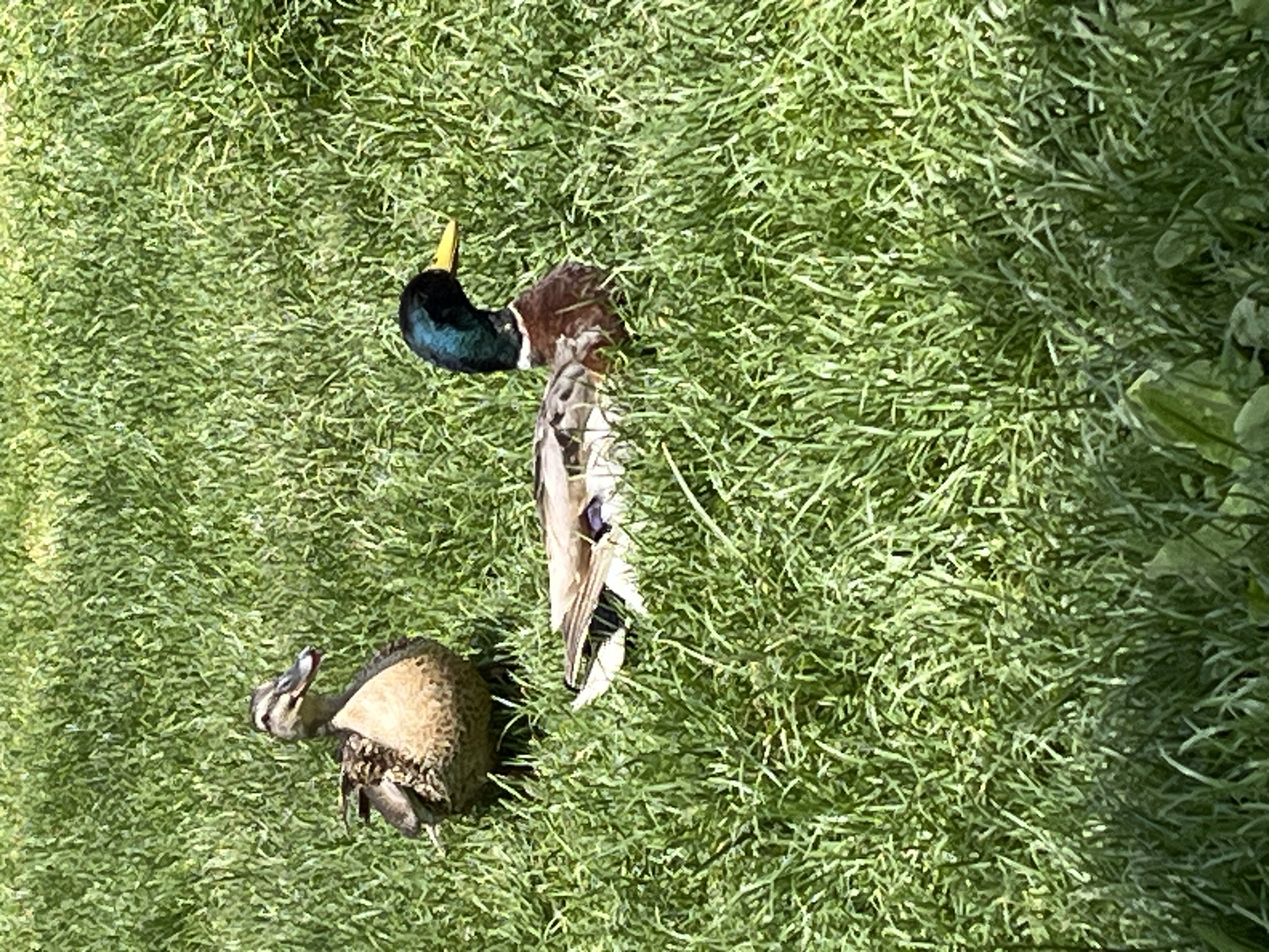 The scene is a patch of green grass. Two deceased ducks are lying on the grass. One is a male mallard duck with a green head and yellow bill, and the other is a female mallard duck with brown mottled plumage. The ducks are positioned next to each other, lying on their sides. The location is unknown but could be within the city of Kostinbrod, Bulgaria.