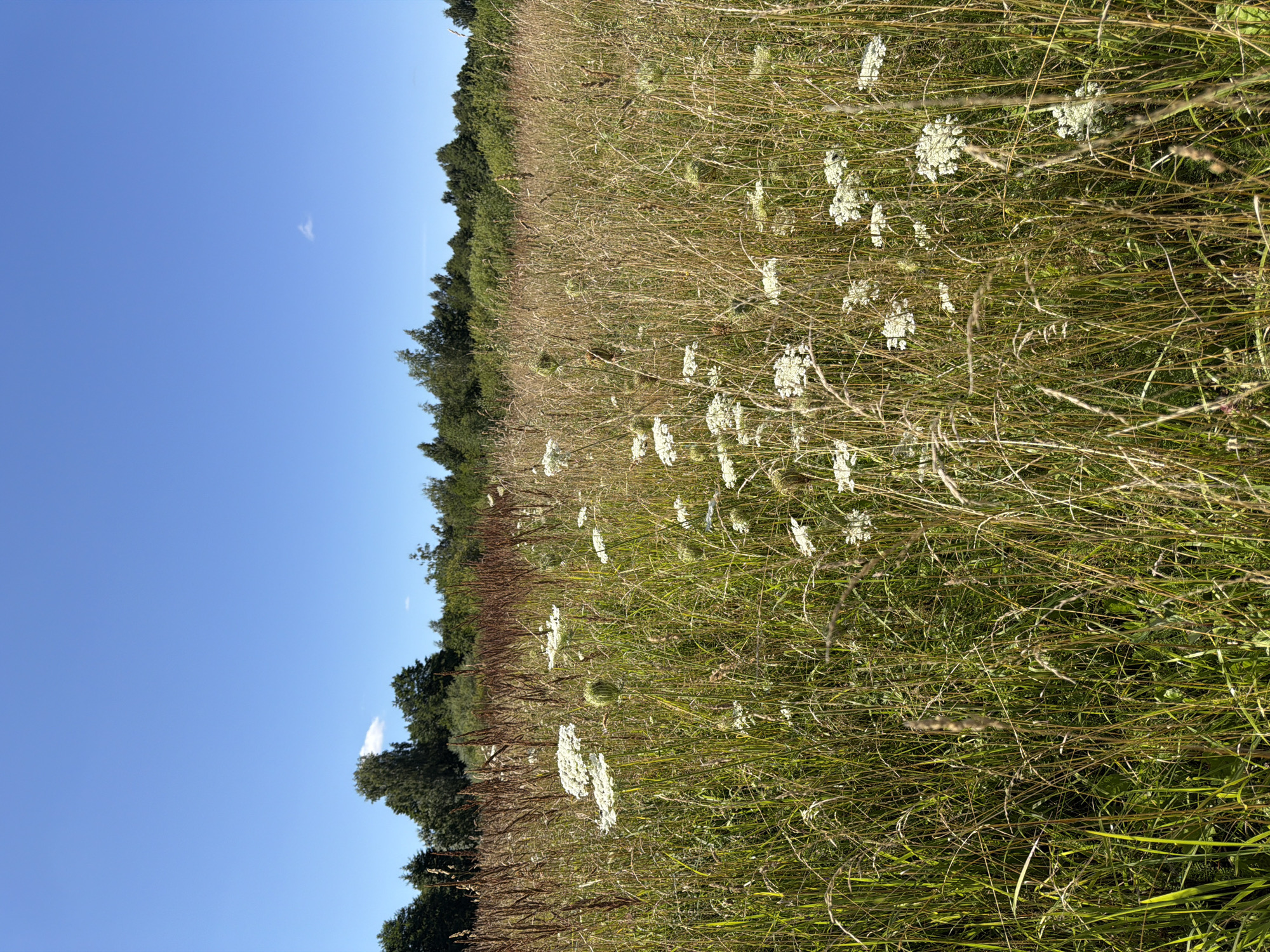 A bright, sunny day features a field of tall, dry grass and scattered white wildflowers under a clear blue sky. The field is dense with a mix of green and golden-brown stalks, some reaching higher than others. White, lace-like flower heads are interspersed throughout the foreground and midground. In the distance, a line of dark green trees forms a border against the horizon. The scene is set in an open, natural environment.