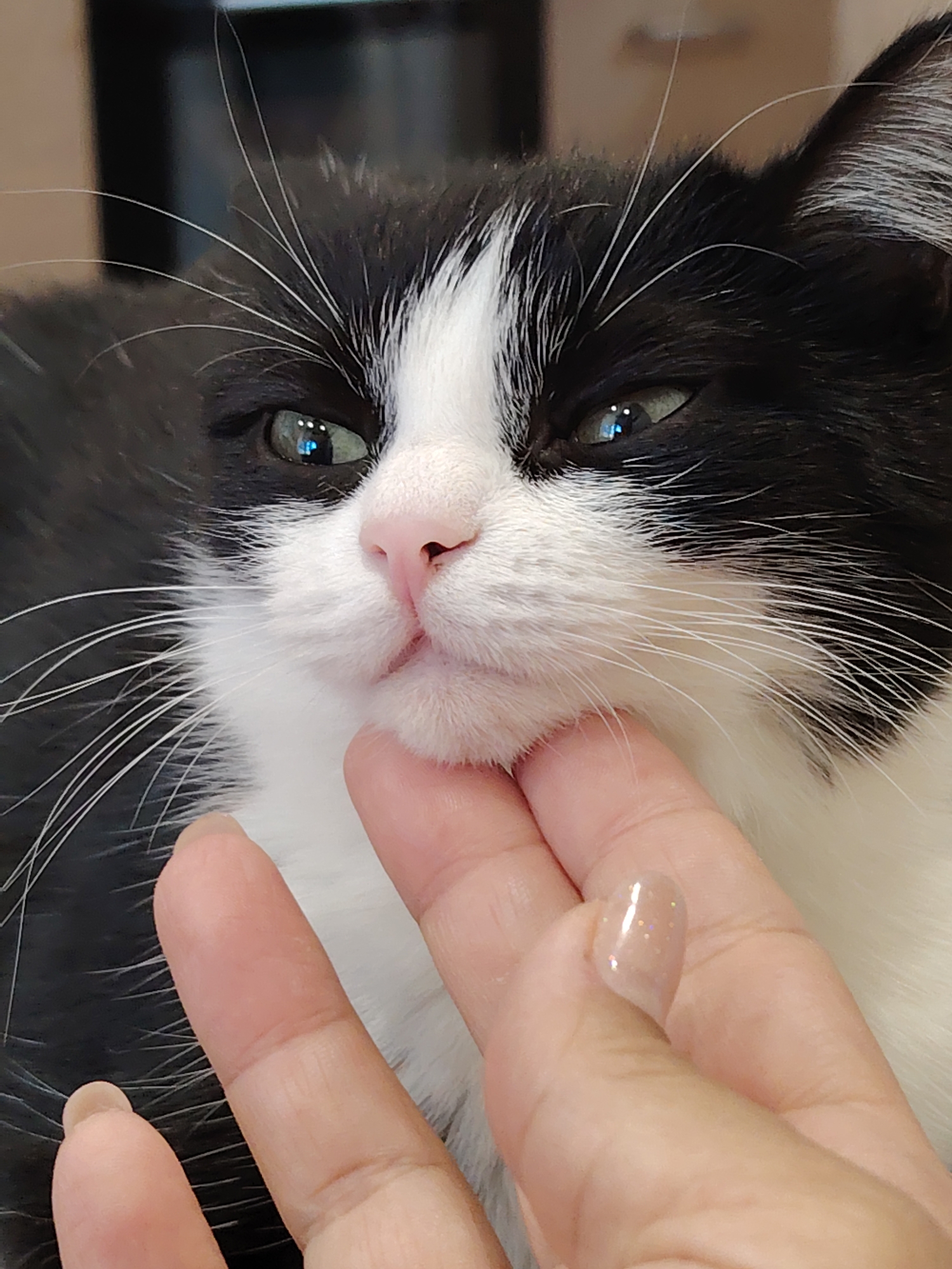 A close-up shot focuses on a black and white cat's face, with a human hand gently touching its chin. The cat's green eyes are partially closed, and its pink nose is prominent. The background is blurred, hinting at an indoor setting. The image does not provide any information about the location in Novosibirsk, Russia.