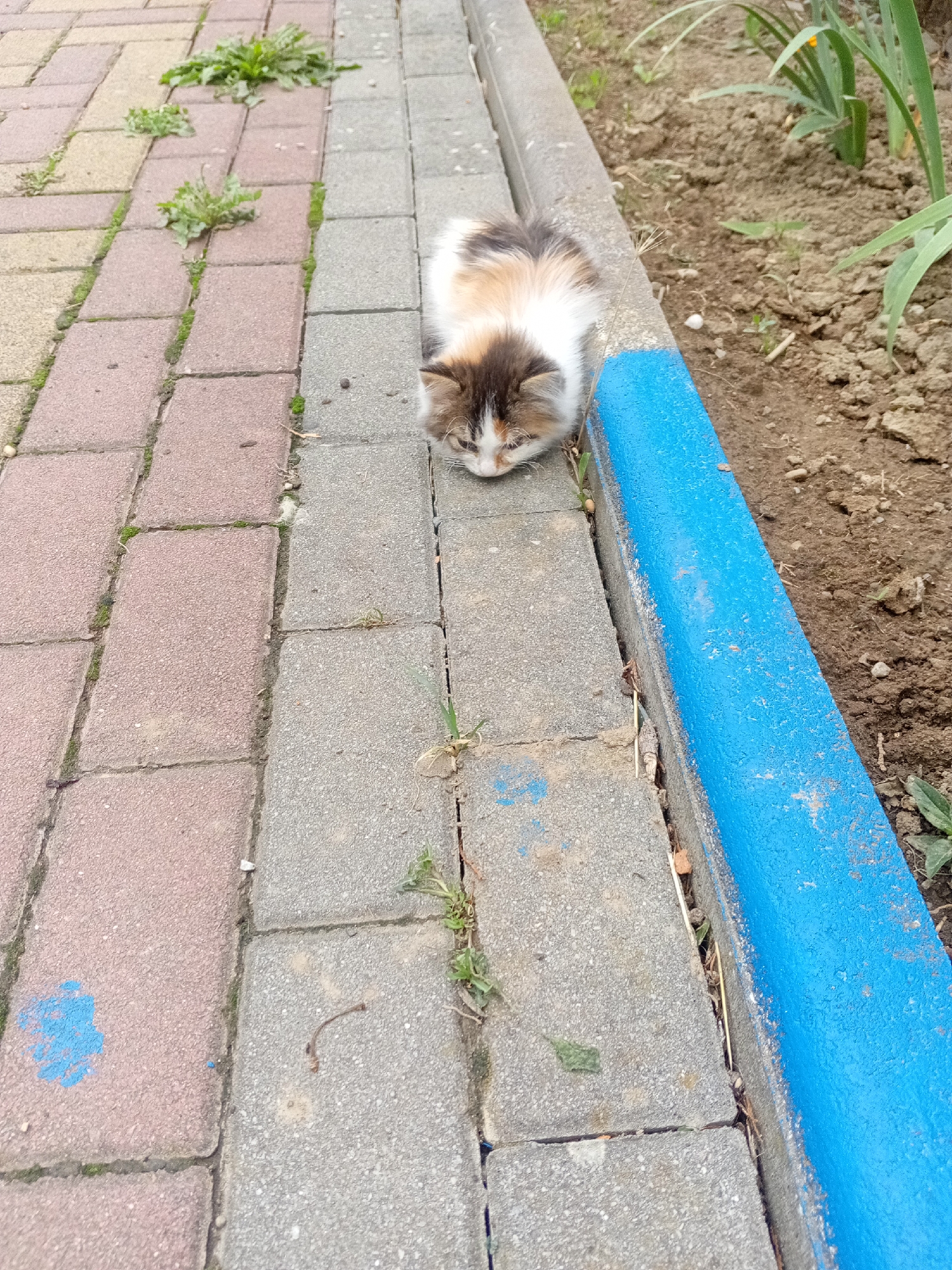A calico kitten is resting on a paved pathway adjacent to a patch of soil and vegetation. The pathway is composed of rectangular pavers, some red and some gray. A blue-painted curb separates the pathway from the soil. Green weeds are growing in patches on the pathway and in the soil. The kitten is lying down with its head lowered, its fur a mix of white, black, and orange. The scene appears to be outdoors, possibly in a park or garden area within the city of Tiachiv, Ukraine.