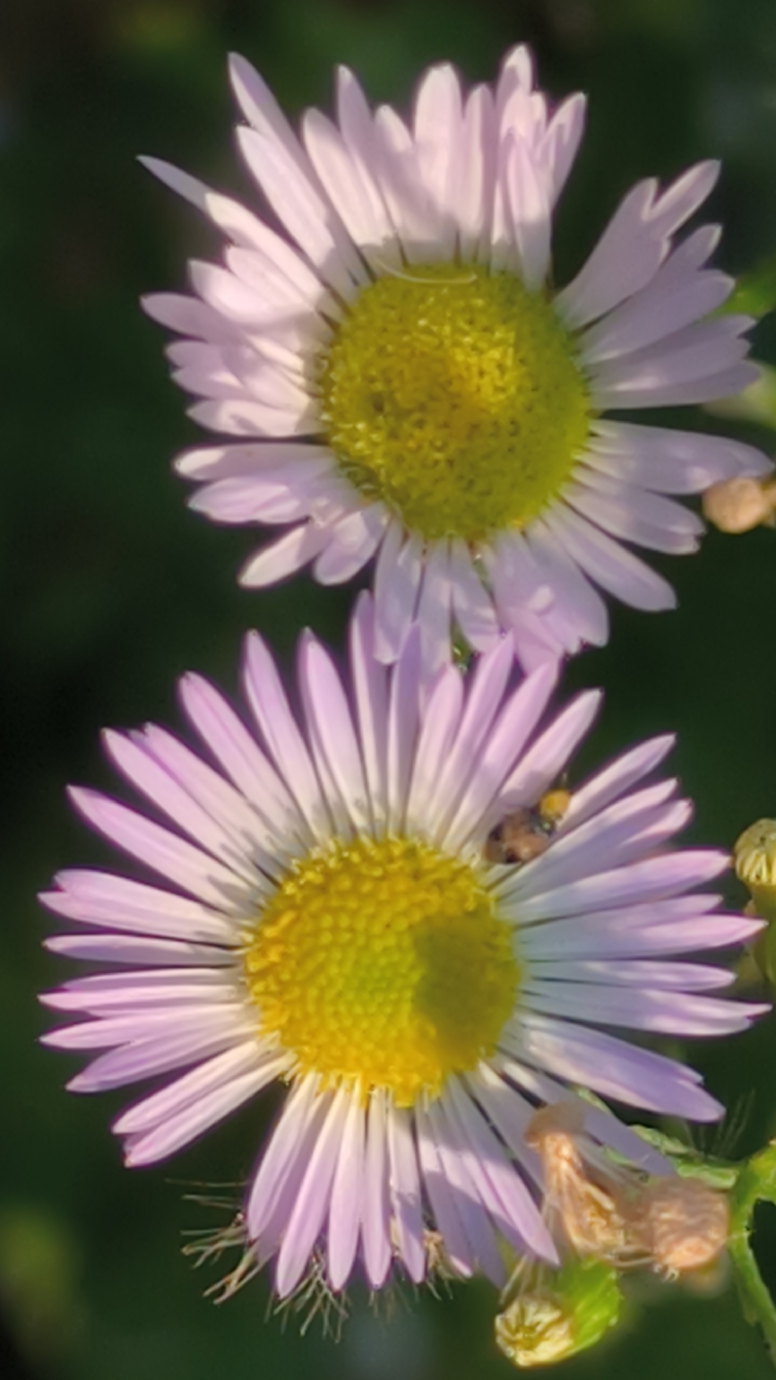 Two daisy-like flowers, one above the other, are in focus against a dark green, blurred background. The top flower has pale pink petals and a bright yellow center. The bottom flower is similar, with pale pink petals and a yellow center, and a small, spotted insect is visible on its petals. The overall lighting suggests it may be late afternoon. The image appears to be a close-up photograph taken outdoors. No specific location in Lviv, Ukraine is discernible from the visual information provided.