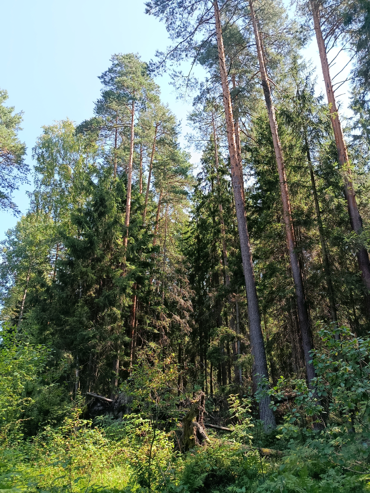 The image depicts a dense forest with tall pine trees dominating the scene. The trees have rough, brown bark and are covered in green needles, creating a thick canopy that allows dappled sunlight to filter through. The forest floor is covered in lush green undergrowth, including ferns and smaller bushes, which are illuminated by the sunlight. The sky is a clear, pale blue. The image is taken from a low angle, looking up into the trees. There are no people or animals visible in the image. The scene is natural and appears undisturbed. The location is identified as Бордуки, Russia.