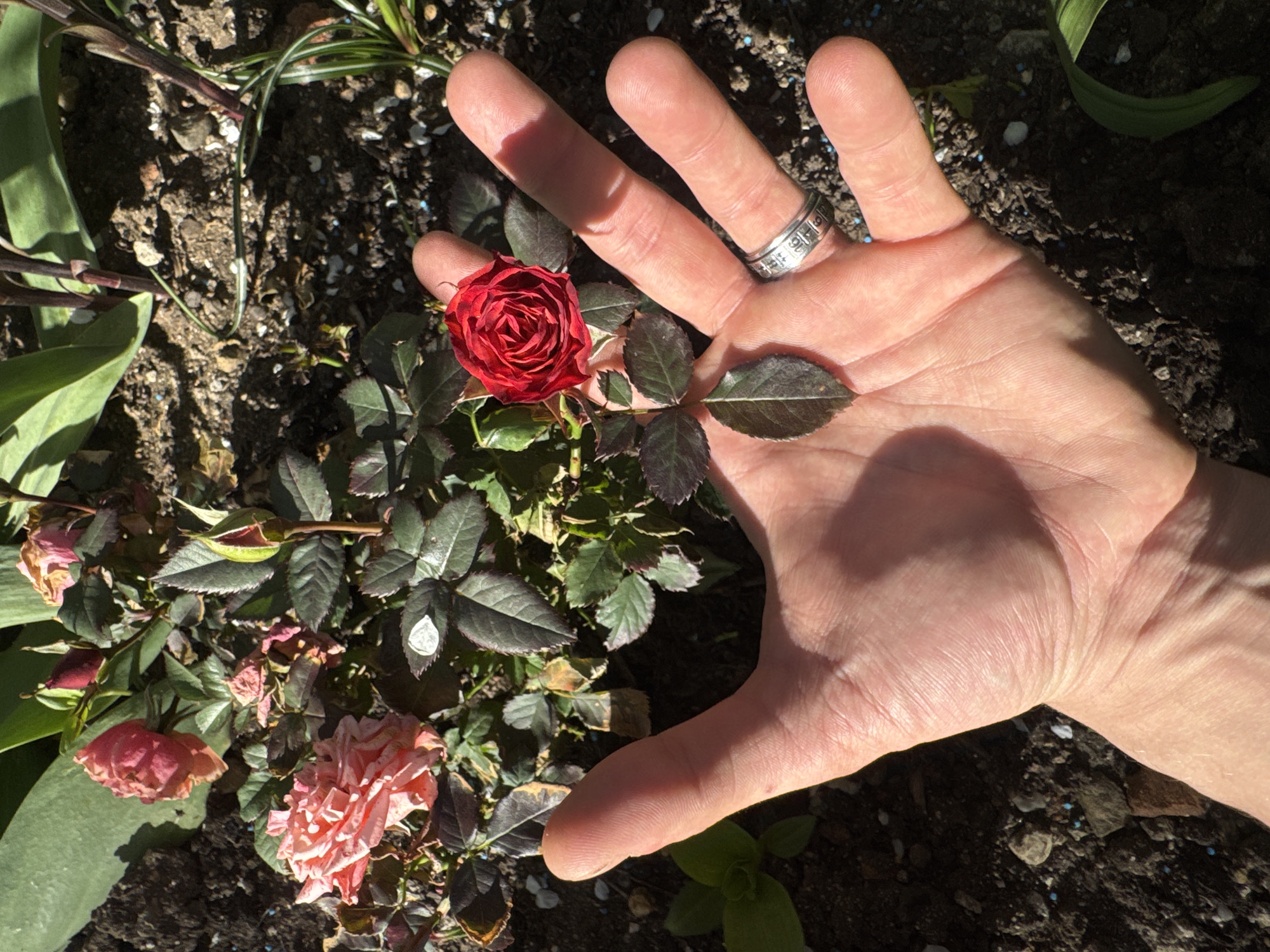 A top-down shot shows a hand with a ring on the ring finger hovering over a rose bush. The rose bush has one prominent red rose in bloom, along with several fading peach-colored roses and buds. The surrounding soil is dark and contains small rocks and scattered green plants. The exact location within Sofia, Bulgaria cannot be determined from this image.
