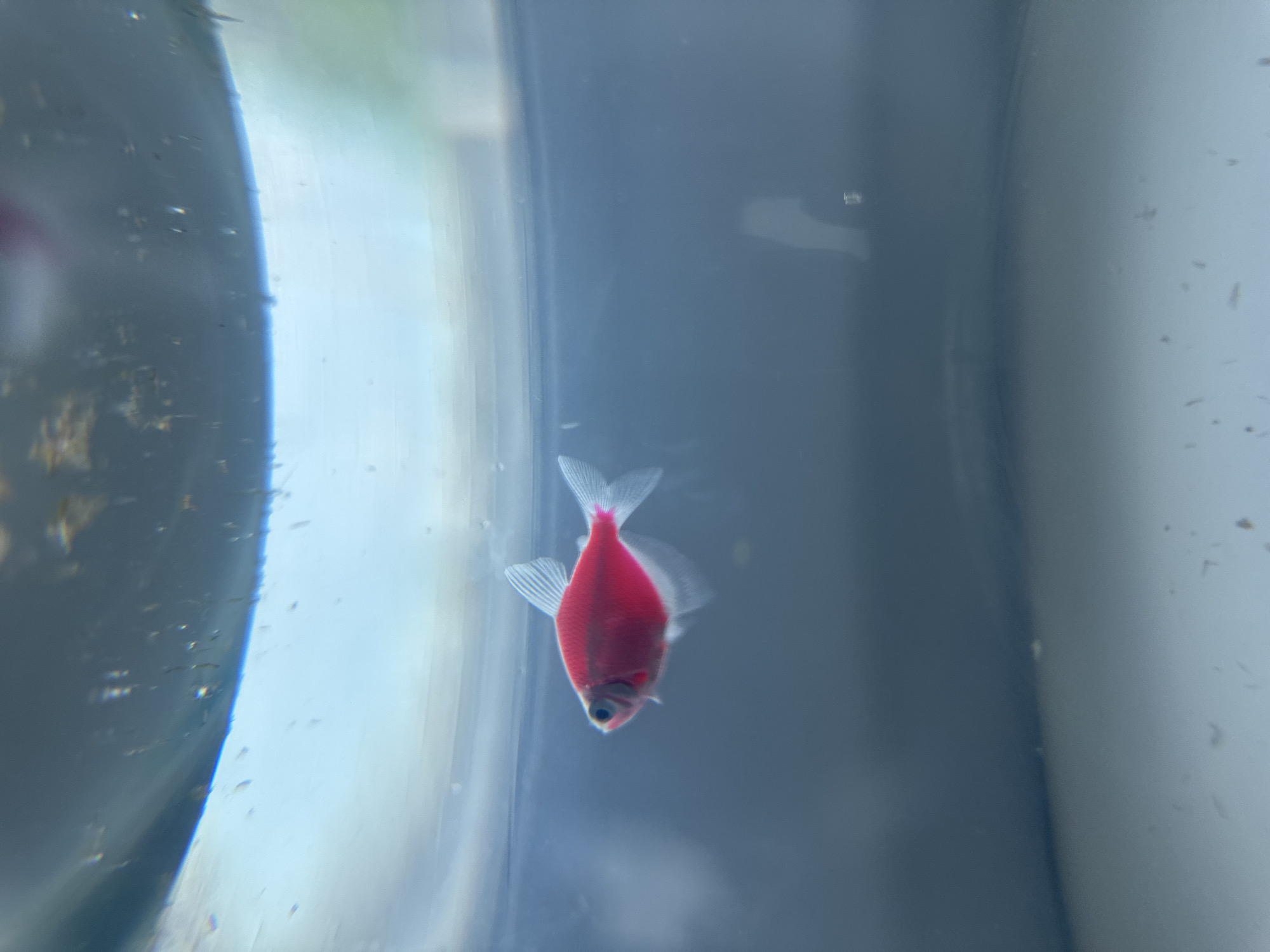 A single, bright red fish with translucent fins is centered in the image, swimming inside what appears to be a clear, curved container or tank filled with water. The container shows some visual distortion and possible debris on its surface. The background is a blurry, indistinct gray and possibly some outdoor elements visible through the container. The location and city are Unknown.