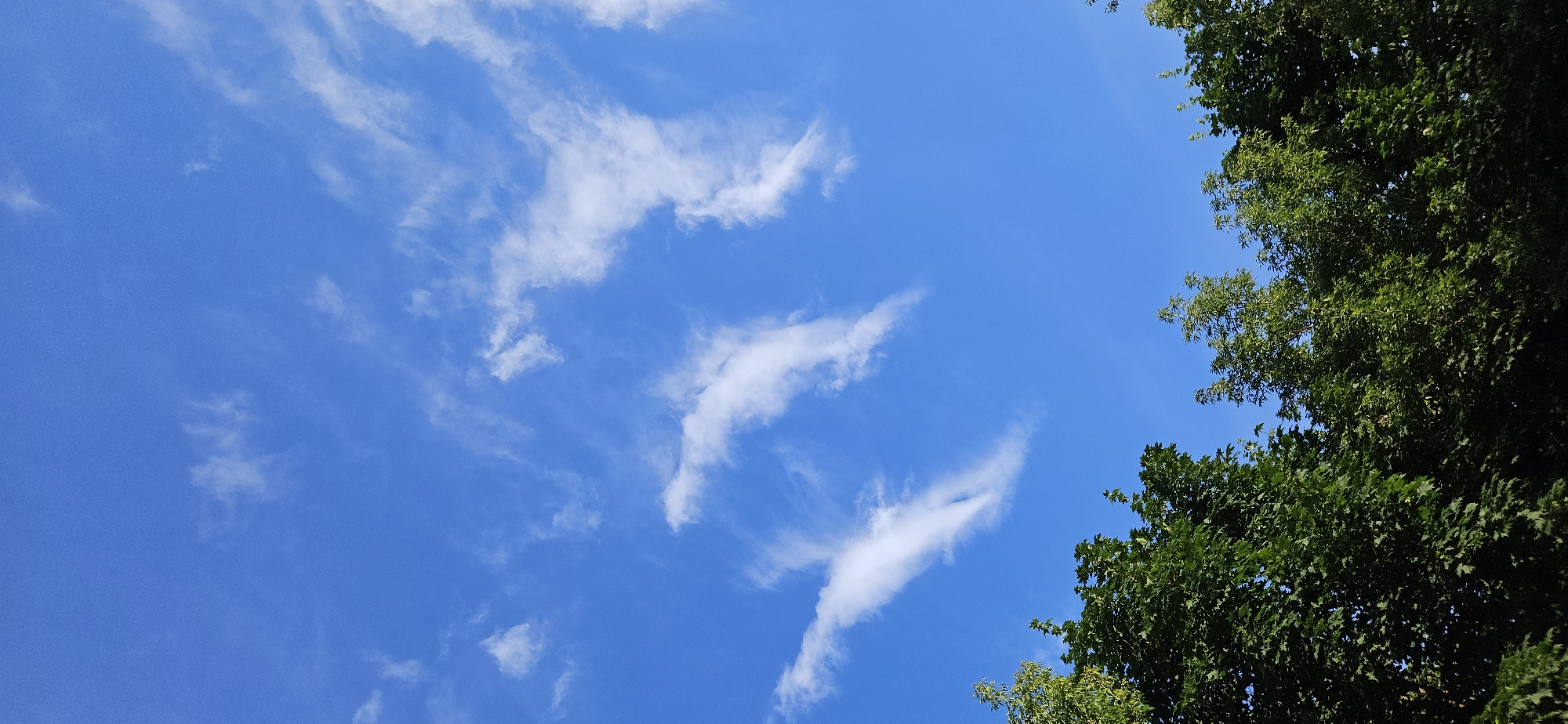 A bright blue sky with scattered wispy white clouds is visible, with the lush green foliage of trees framing the right side of the image. The trees appear dense and healthy, suggesting a warm season. The angle of the shot looks upwards, capturing the expanse of the sky and the overhead branches. The lighting indicates it is daytime, likely late morning or early afternoon, with bright sunlight illuminating the scene. There are no people or distinct objects in the frame, focusing solely on the natural elements of sky and trees. The image evokes a sense of tranquility and the beauty of a clear day, possibly in a park or natural setting. No text is visible. Given the location context of Kazan, Russia, this scene could represent a typical summer day in the region.