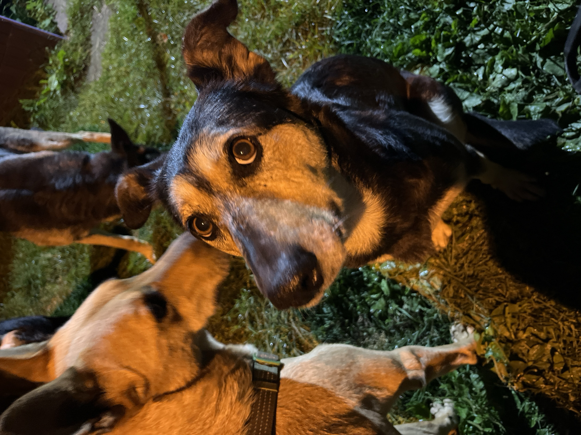 This image shows a close-up of two dogs in an outdoor, grassy area, possibly a yard, at night. One dog, in the foreground and center, is a mixed breed with dark fur and lighter markings around its face and eyes. It is looking directly at the camera with wide, expressive eyes. The other dog, on the left side of the frame, is lighter in color, possibly a tan or light brown, and appears to be nudging or sniffing the darker dog. Its head is partially obscured. The background shows more grass and what appears to be the legs of another dog or dogs further back. The lighting suggests artificial illumination, likely from a flashlight or lamp, casting warm tones on the dogs' fur and creating shadows. There is no visible indication of the city of Nizhny Tagil, Russia, or any specific urban features.