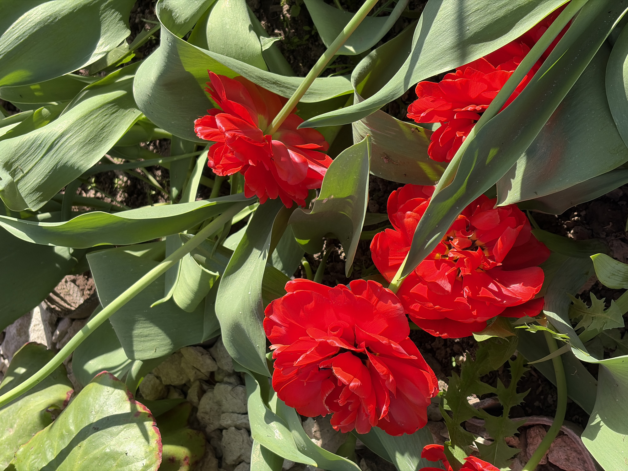 The image shows a close-up of red double-flowered tulips in a garden setting. The flowers are in various stages of bloom, surrounded by green leaves. The background consists of soil and small stones. The scene appears to be outdoors, likely a garden or flowerbed. The image doesn't provide any information that would associate it with the city of Selty, Russia.