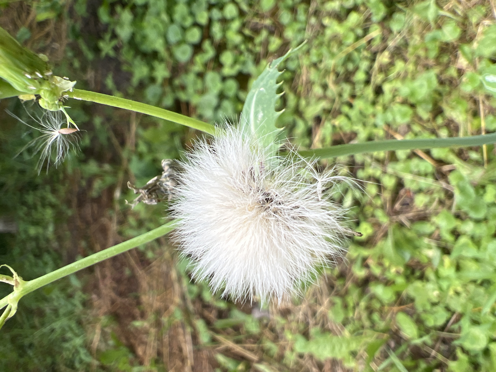 An extreme close-up shows the seed head of a thistle-like plant against a blurred background of greenery and brown dirt. The seed head is a fluffy white sphere, with individual feathery seeds extending outwards. One seed is in flight to the upper right, with its parachute-like structure visible. A single green leaf with serrated edges is visible to the right of the seed head. The plant stem is green and slender, with small buds or dried remnants of flowers visible near the top. The overall lighting suggests an outdoor setting, possibly during the day. The location is unknown.