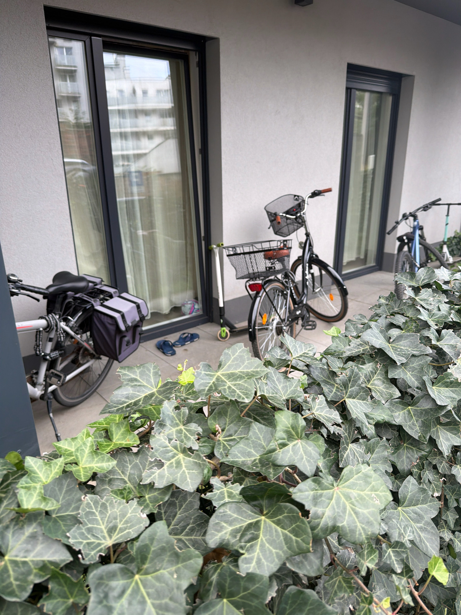 The image shows a residential building with large windows and doors, likely in an urban setting. In front of the building, there is a collection of items, suggesting a private entrance or balcony area.
On the left, a bicycle is parked. It is a light-colored bicycle with a black seat and black pannier bags attached to the rear rack. A combination lock is visible on the frame. Next to the bicycle, on the ground, is a blue pair of flip-flops and a partially visible soccer ball.
In the center of the image, another bicycle is parked. This one is black with a basket on the handlebars and another basket on the rear rack. A red object, possibly fruit, is visible in the rear basket. To the left of this bicycle, a green and white scooter is also parked.
In the background, through the windows, the interior of the building is visible, including curtains and reflections of other buildings.
The foreground of the image is dominated by lush green ivy plants, which obscure some of the lower portions of the objects. The ivy appears to be growing along the wall of the building or in planters.
The overall scene suggests a calm and ordinary day, with personal belongings stored outdoors. There are no people visible in the image, and no apparent activity is taking place. The presence of bicycles and a scooter implies that the location is likely inhabited by individuals who use these modes of transport. The weather appears to be overcast, as indicated by the diffused lighting.
The location is a residential area within the city of Wrocław, Poland.