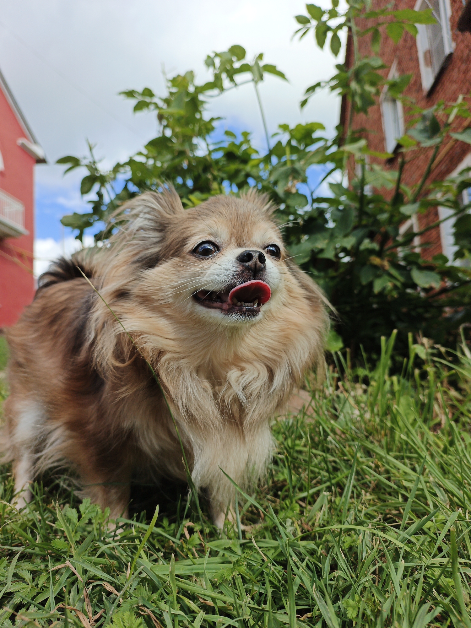 A medium-shot, low-angle photograph captures a tan and white long-haired dog with its tongue out, standing in lush green grass. The dog's fur is fluffy, and its eyes are dark and alert. Behind the dog, a dense green bush is visible, with a red brick building with white-framed windows in the background. A sliver of a bright red building with a white balcony is visible to the left. The sky above is partly cloudy with patches of blue. The setting appears to be an outdoor area in Medvedyovka, Russia.