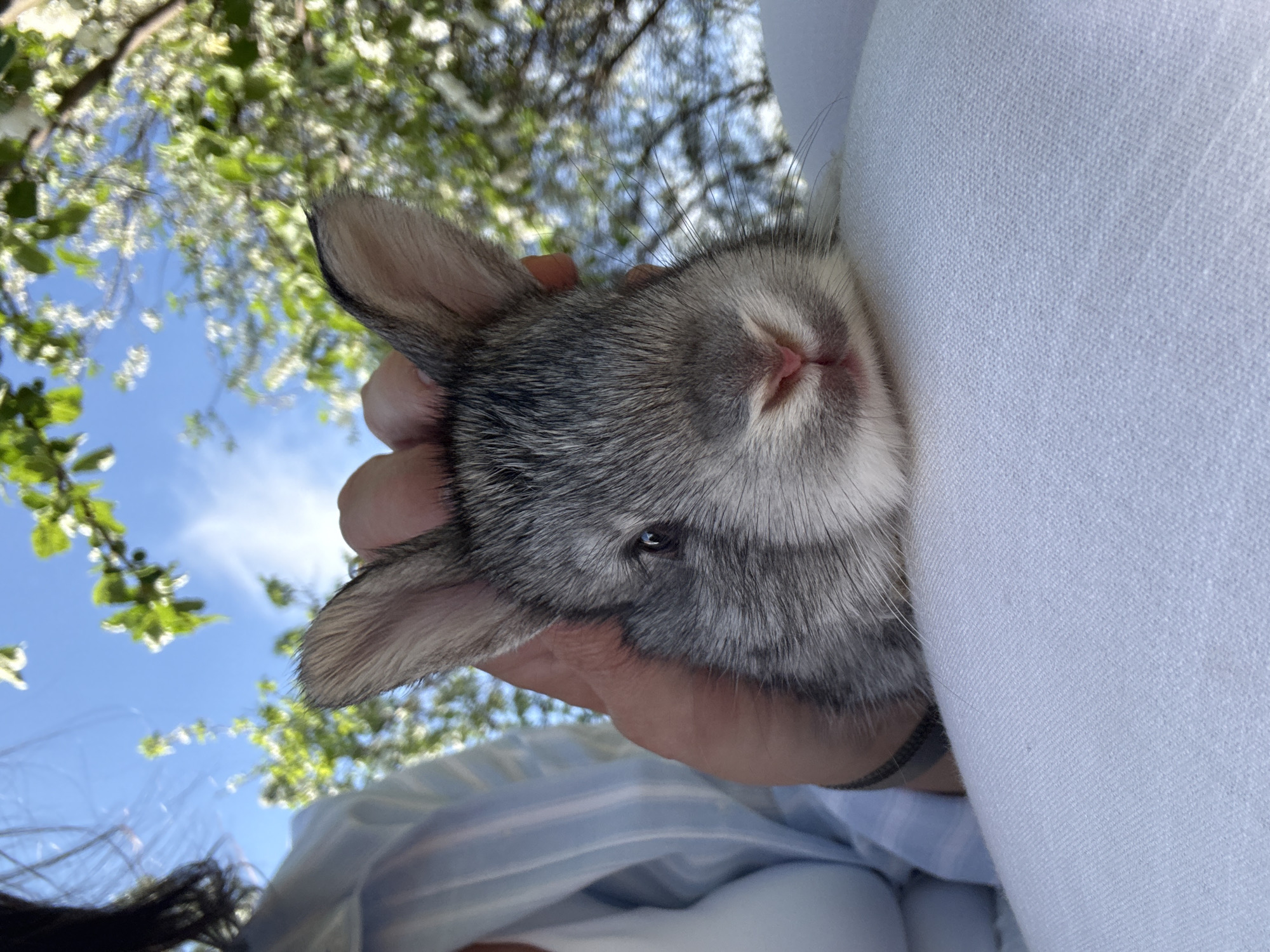 A person is holding a gray and white rabbit, possibly a baby rabbit or kitten. The rabbit's head is positioned towards the top right of the frame, nestled against a white fabric. The person's hand is visible, gently holding the rabbit. The background is out of focus, showing a blue sky and tree branches with white blossoms. The location is uncertain and cannot be determined to be in Ольховка, Russia.
