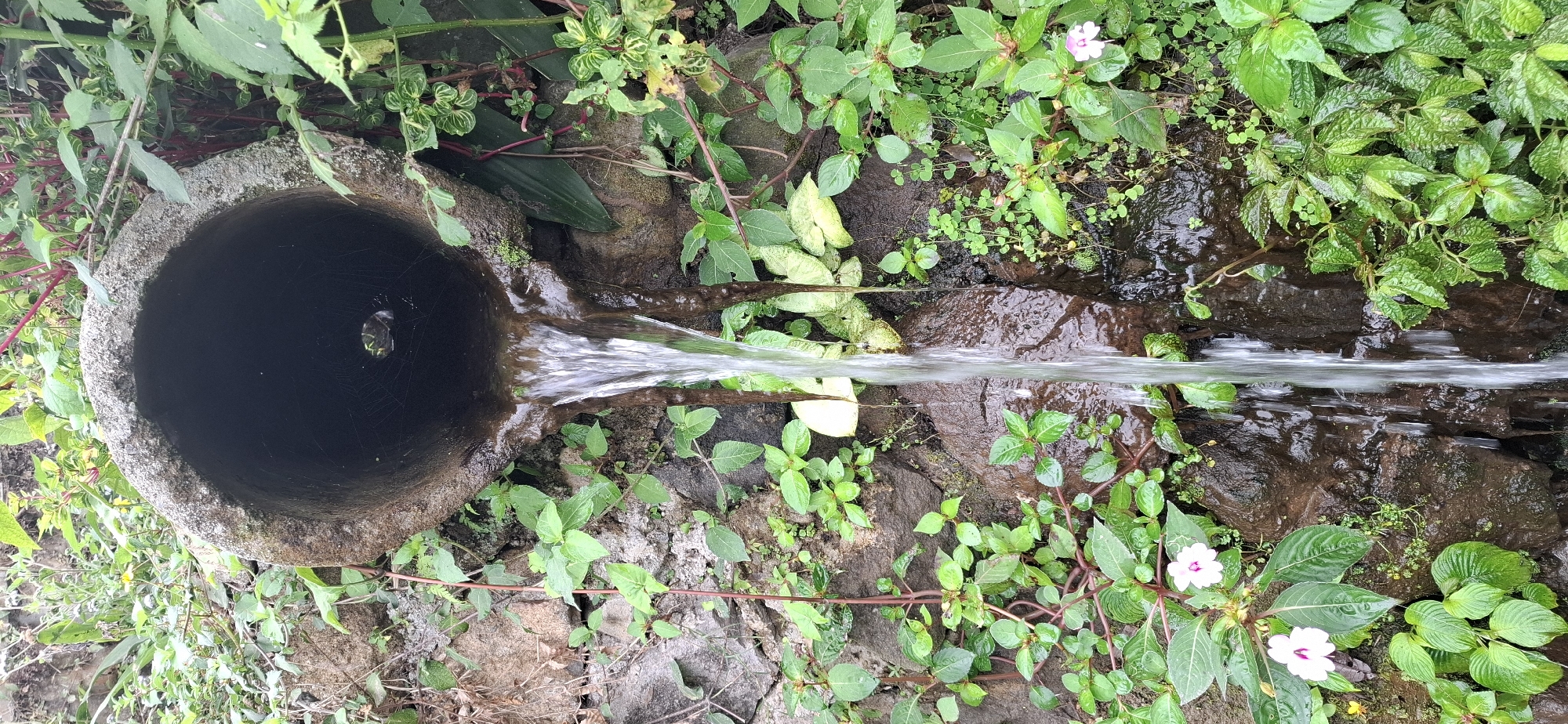 A close-up, eye-level shot captures a section of a rocky embankment in Puntukrejo, Indonesia, where water flows from a large, circular concrete pipe. The pipe, encrusted with moss and debris, is angled downwards, with water cascading out in thin streams. The embankment is densely covered with lush green foliage and small white flowers with pink centers. The rocks are damp and dark, with a thin layer of water visible on their surfaces. The scene suggests a natural water source or drainage system integrated into the local environment.