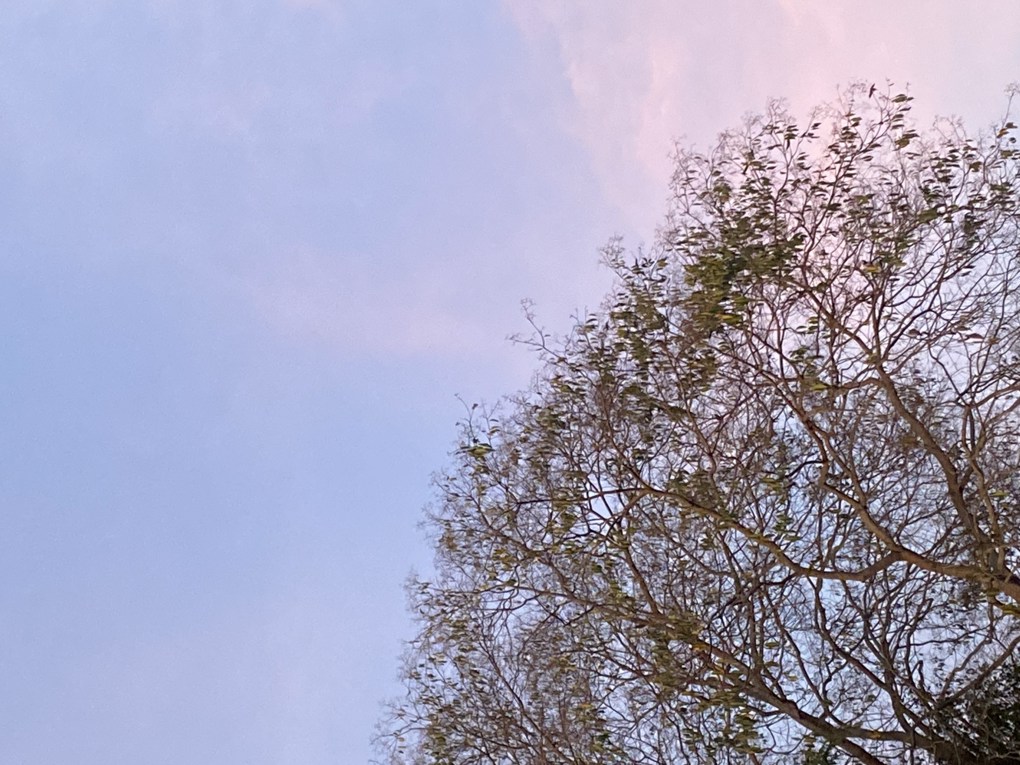 A low-angle shot captures the upper branches of a tree with sparse green leaves against a pastel blue and pink sky. The tree is located in Tinaquillo, Venezuela.