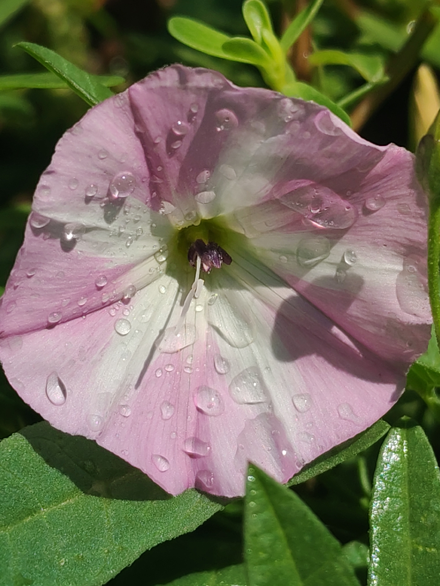 A close-up, high-angle shot captures a dew-kissed pink and white bindweed flower. The flower is the central subject, with delicate petals adorned with numerous water droplets reflecting light. The bloom is set against a blurred background of green foliage, indicative of an outdoor environment. The lighting suggests it is daytime. The image does not provide any specific geographic identifiers related to Sabunchu Raion, Azerbaijan, or any human subjects or actions.