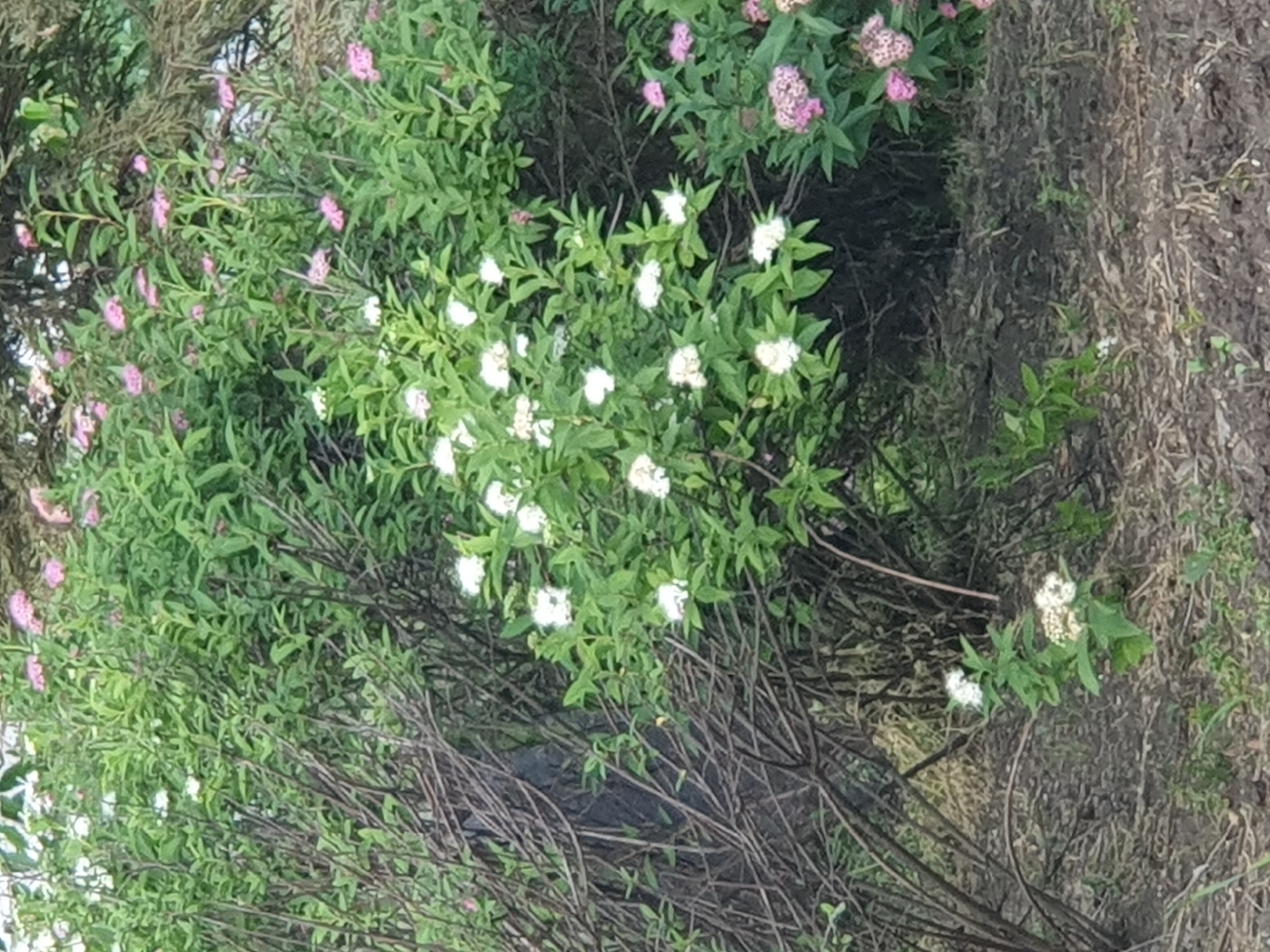 In an outdoor scene, a dense shrubbery with numerous small white and pink flowers dominates the frame. The branches of the shrub are brown and intertwine throughout the foliage. The ground in the foreground is covered with dry leaves and soil, with a few small green plants sprouting. The lighting suggests it is daytime. The location is unknown, within a city.