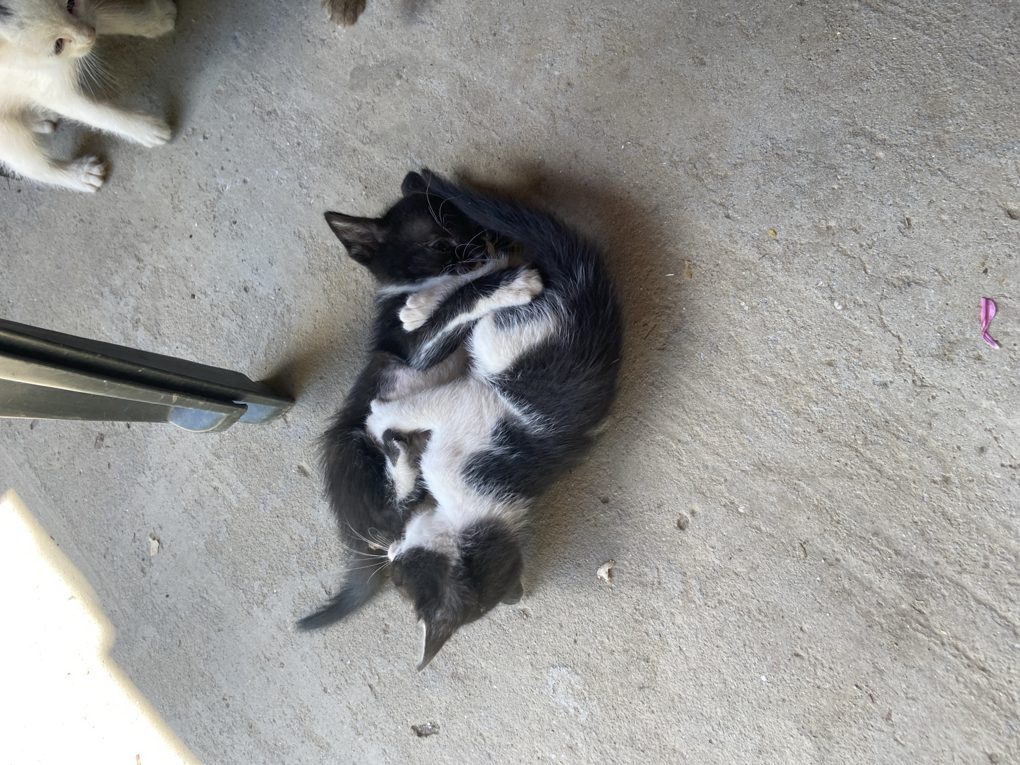Two kittens, one black and white, the other predominantly black with white markings, are curled up together on a concrete surface. The black and white kitten is on top, its paws resting on the black kitten's back. The black kitten is curled around the white kitten, its tail wrapped around them. Both kittens appear to be sleeping or resting. In the background, a white kitten is visible to the right, and a portion of a dark metal object, possibly a chair leg, is in the upper center. The environment appears to be outdoors, with concrete flooring and natural light. The scene is located in Mindia, Bulgaria.