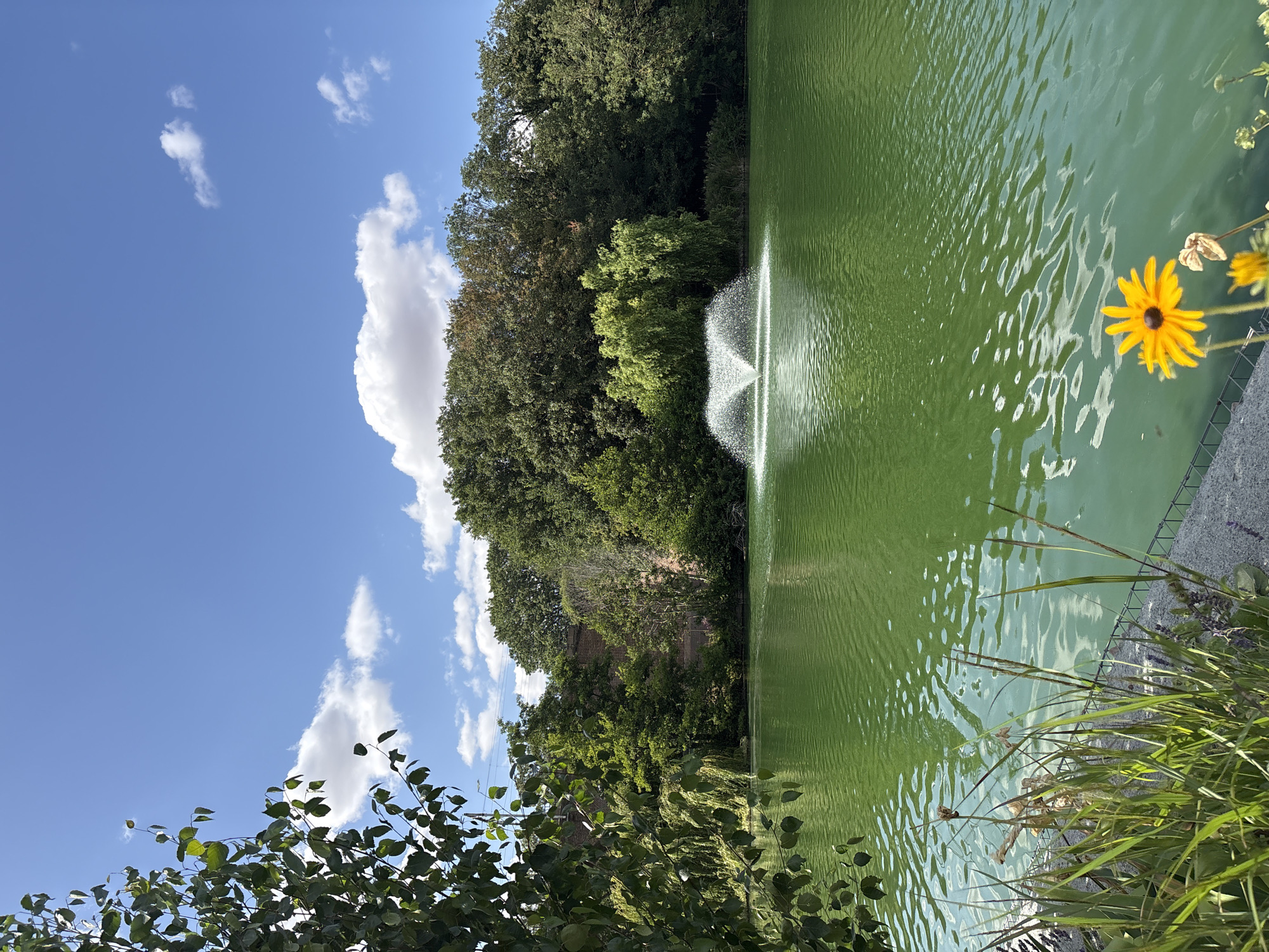 The image depicts a serene natural scene in Chelmsford, United Kingdom, focusing on a vibrant green body of water with a fountain at its center. The water is rippled, reflecting the bright blue sky dotted with fluffy white clouds. Lush green trees form a dense backdrop, with some appearing to be deciduous and others evergreen. Behind the trees, a weathered brick structure is partially visible, suggesting historical architecture within the park. In the foreground, tall grasses and a bright yellow flower add touches of color and texture to the scene. The overall impression is one of a peaceful parkland setting, likely within a larger urban area like Chelmsford, offering a tranquil escape. There are no people or animals visible in the frame.