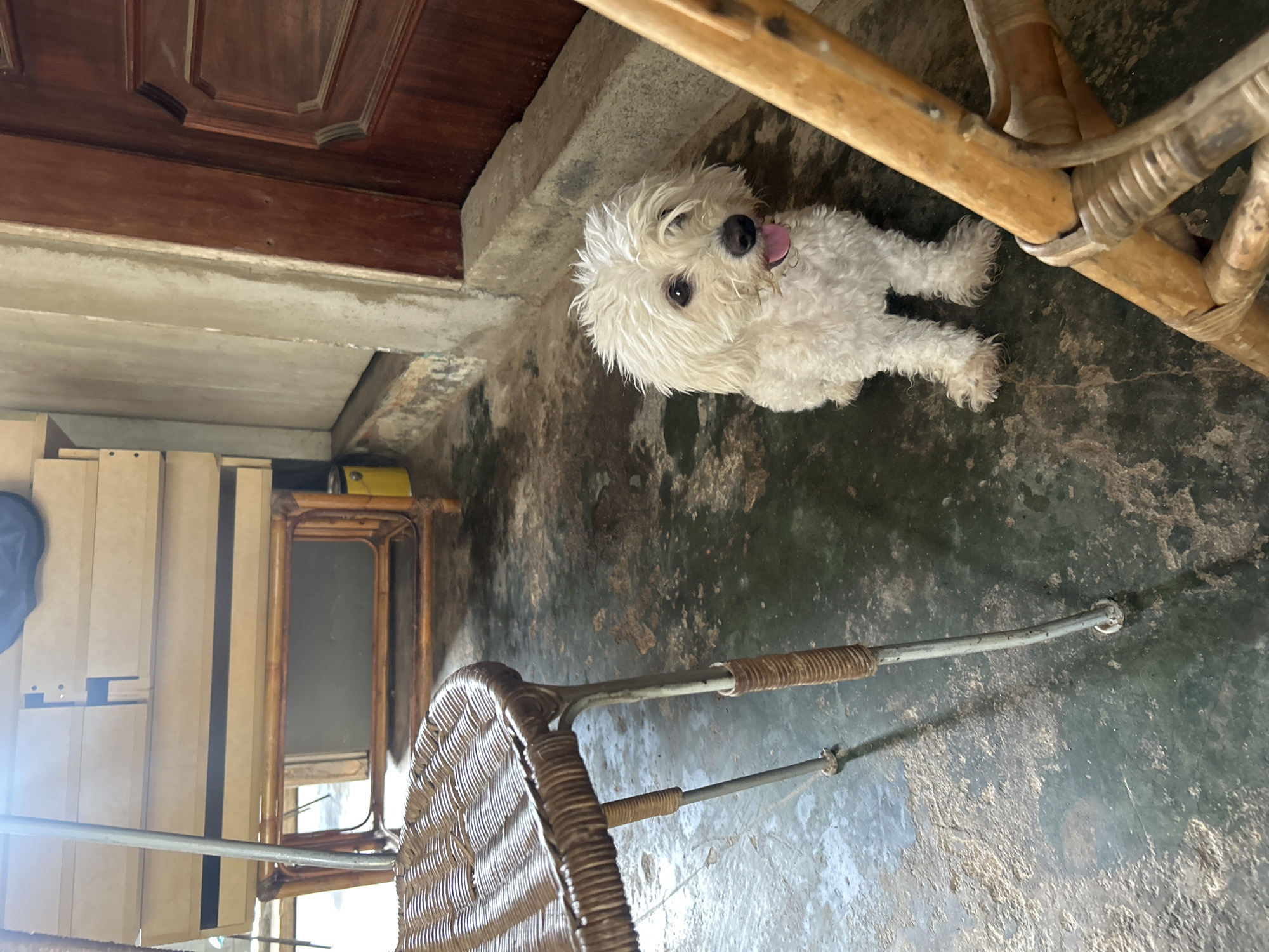 A small, fluffy white dog with its tongue out sits on a dark green, uneven floor. The dog is facing the camera and appears to be a Bichon Frise or similar breed. To the left of the dog is a light-colored wicker chair with metal legs. Behind the chair, a wooden structure resembling shelves or drawers is visible, supported by a light-colored bamboo frame. To the right of the dog, a portion of a wooden door with ornate carvings is present. The floor shows signs of wear and has a mottled appearance. The environment suggests an indoor or covered outdoor space with a rustic aesthetic. The lighting appears to be natural, coming from the left, casting shadows on the floor.