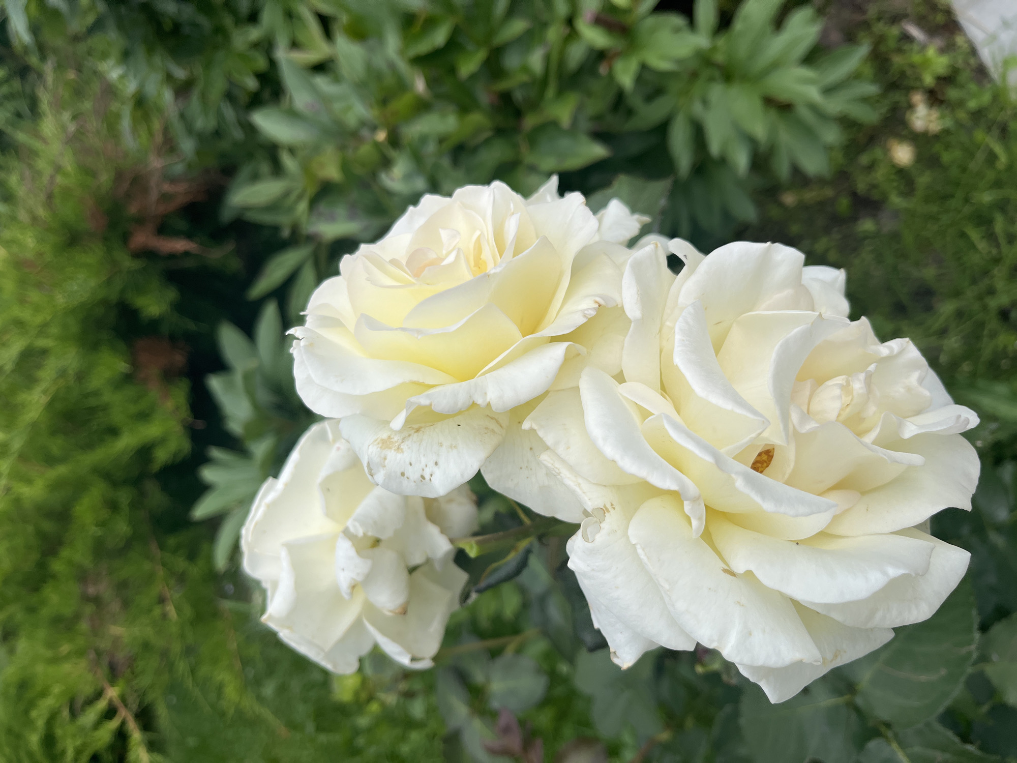 The image shows a close-up of three white roses with yellow centers, partially obscured by lush green foliage. The roses appear to be in a garden setting, with a dark green, slightly blurred background of leaves and branches. The lighting is soft and natural, suggesting an outdoor scene. There are no people or any identifiable landmarks to indicate a specific city or location.