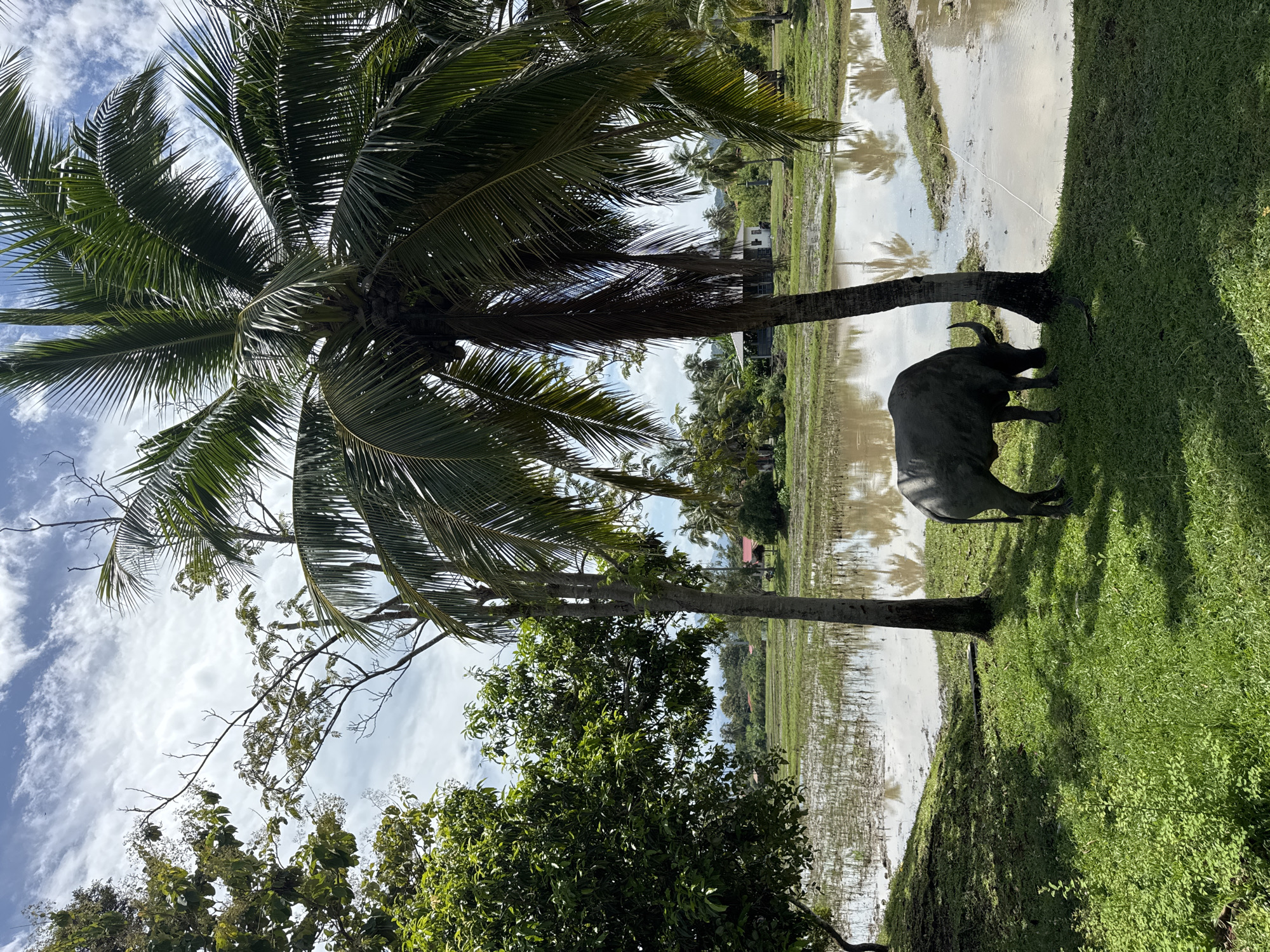 A water buffalo is grazing on a grassy bank next to a flooded rice paddy. The buffalo is facing away from the viewer, towards the paddy, and has its head down as it eats. It is a large, dark gray animal with curved horns. In the background, there are palm trees and other vegetation, as well as a few small buildings. The sky is cloudy. The scene is a rural landscape, likely in Southeast Asia. The image was taken at a slight upward angle, looking towards the horizon.