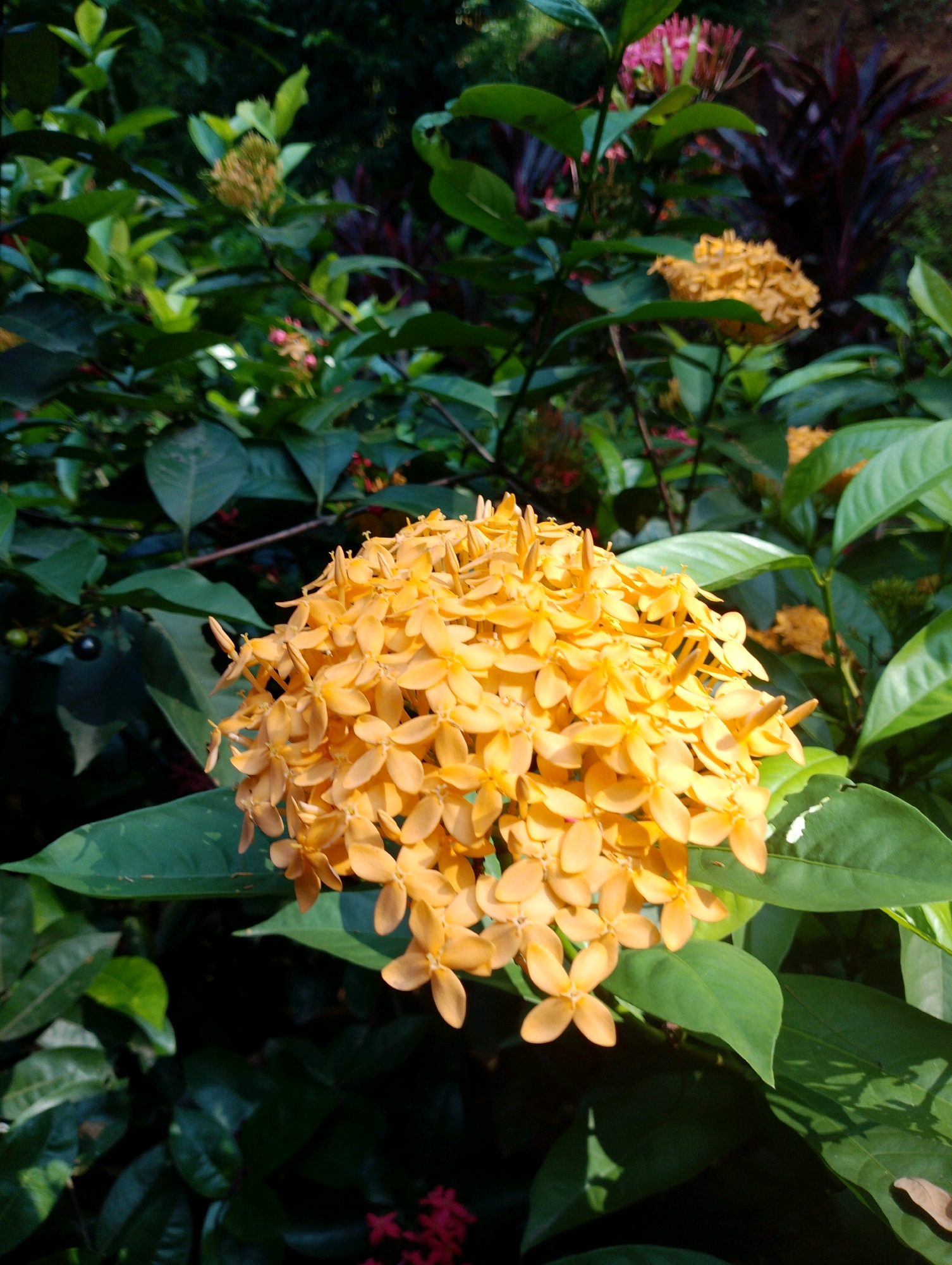 A vertical, close-up, medium shot shows a cluster of bright yellow flowers on a plant. The flowers are small and star-shaped, with four petals, and are densely packed together to form a large, round bloom. The flowers are in focus and are illuminated by natural light, casting soft shadows. Surrounding the bloom are dark green leaves of various sizes and shapes, some of which are also in focus, while others are blurred, creating a shallow depth of field. In the background, more greenery and darker foliage are visible, with a hint of red flowers in the lower left corner. The scene is lush and verdant, suggesting an outdoor setting in a garden or park. There is no indication of human presence or activity. The image was captured in Maligaon, India.