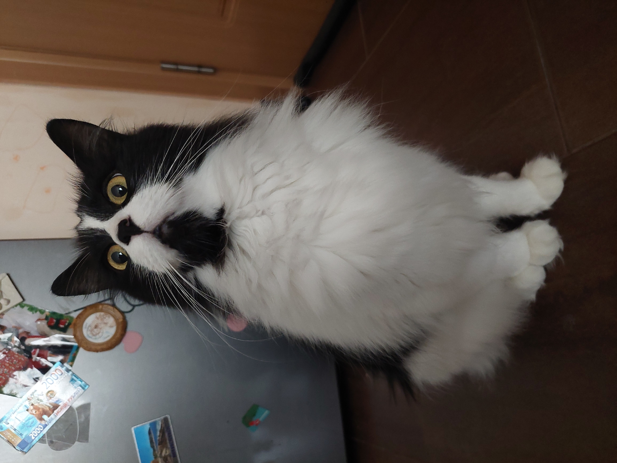 A black and white cat with yellow eyes looks up at the camera. The cat is on a gray surface with various items, including a Russian banknote. In the background, there is a brown wooden surface. It is impossible to determine the exact location in Plovdiv, Bulgaria, from the image.
