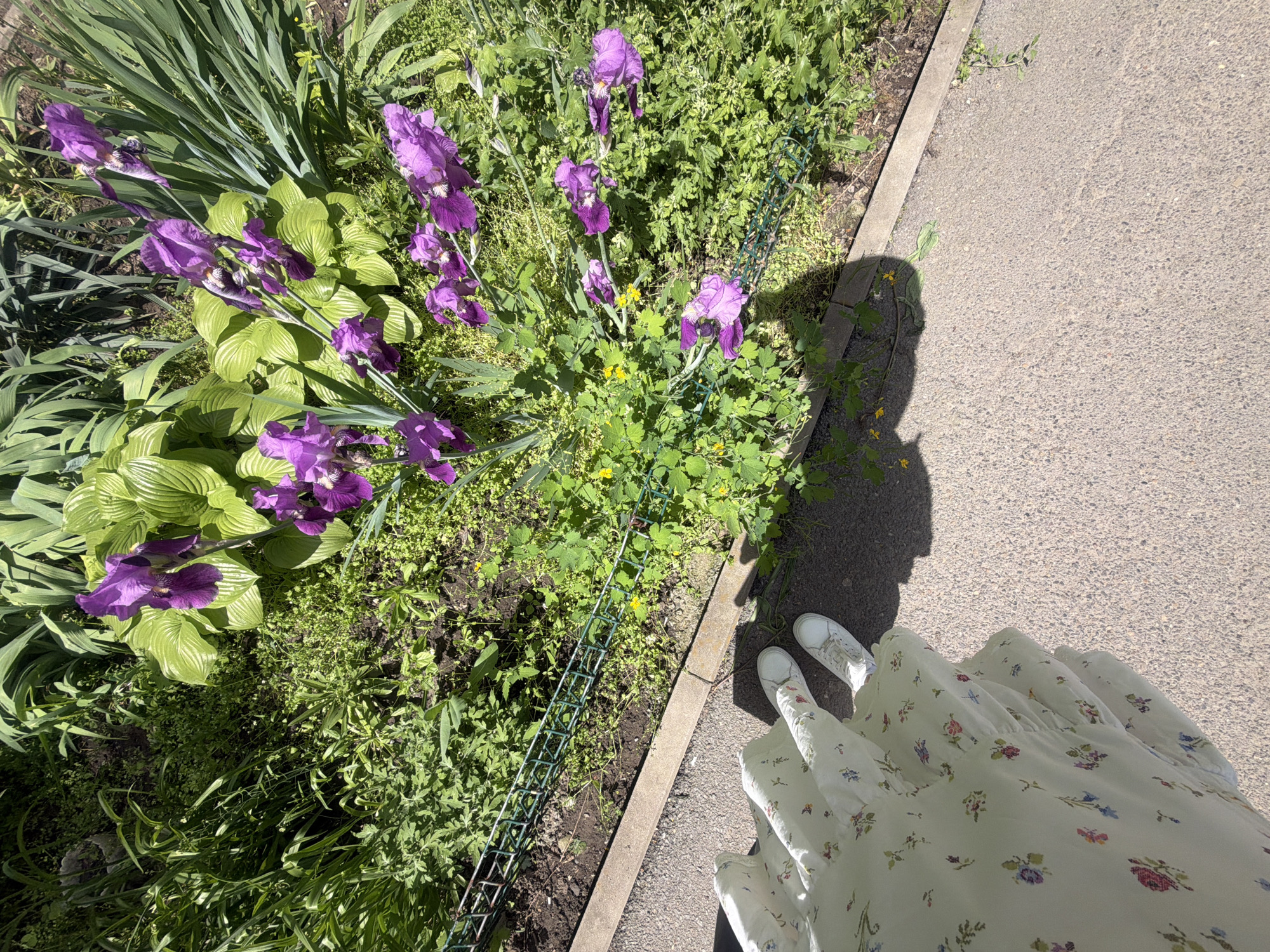 The image presents a top-down view of a garden scene, likely in Rostov-on-Don, Russia, based on the prevalent flora and urban context.
In the foreground, a person stands on a paved path or sidewalk. They are wearing white sneakers and a long, floral-print dress. The person is facing the garden bed.
The garden bed is the focal point of the image. It features a variety of plants, including irises with purple flowers, hostas with broad green leaves, and various ground-covering plants and weeds. A small, green wire fence separates the garden bed from the paved area.
The paved area extends to the right, showing a grey concrete surface with slight variations in texture. A shadow is cast on the path, indicating a light source coming from the top or slightly behind the viewer.
The scene suggests a public or semi-public space where a person is interacting with a garden bed, possibly in a park or along a street. The overall environment appears to be sunny.