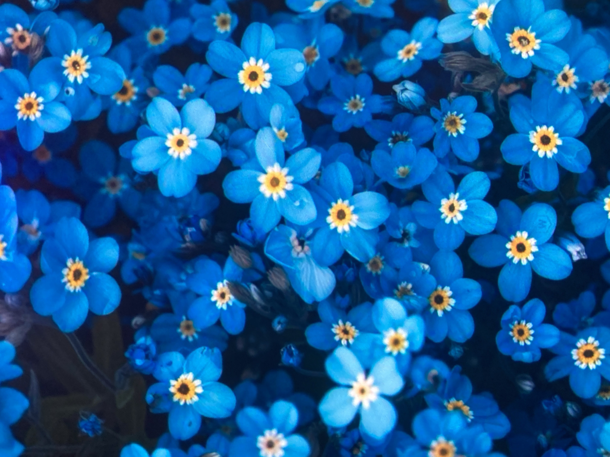 The image is a close-up, overhead view of a dense cluster of small, bright blue forget-me-not flowers, each with a yellow center. The flowers are in various stages of bloom, with some fully open and others still buds. The background is a dark, indistinct blur of green and brown, suggesting foliage. There are no people, animals, or man-made objects visible. The lighting is soft and diffused, highlighting the vibrant colors of the flowers. The image does not provide any specific information about its location in the city of Ustyvytsia, Ukraine.
