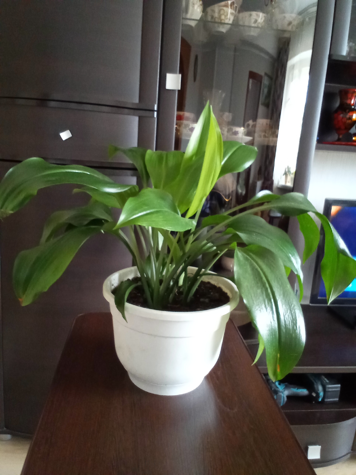 A potted plant with large, glossy green leaves sits on a dark wooden table in front of a large, dark gray refrigerator. The plant is in a white plastic pot. Behind the plant, reflections in a glass-doored cabinet show a room with shelves holding decorative bowls. To the right of the plant, a dark entertainment center holds a television screen displaying a blue and orange image. A red and black vase sits on a shelf above the television. The overall scene appears to be indoors, possibly in a residential setting. The image does not provide any specific visual cues to pinpoint its location in Belozersk, Russia.