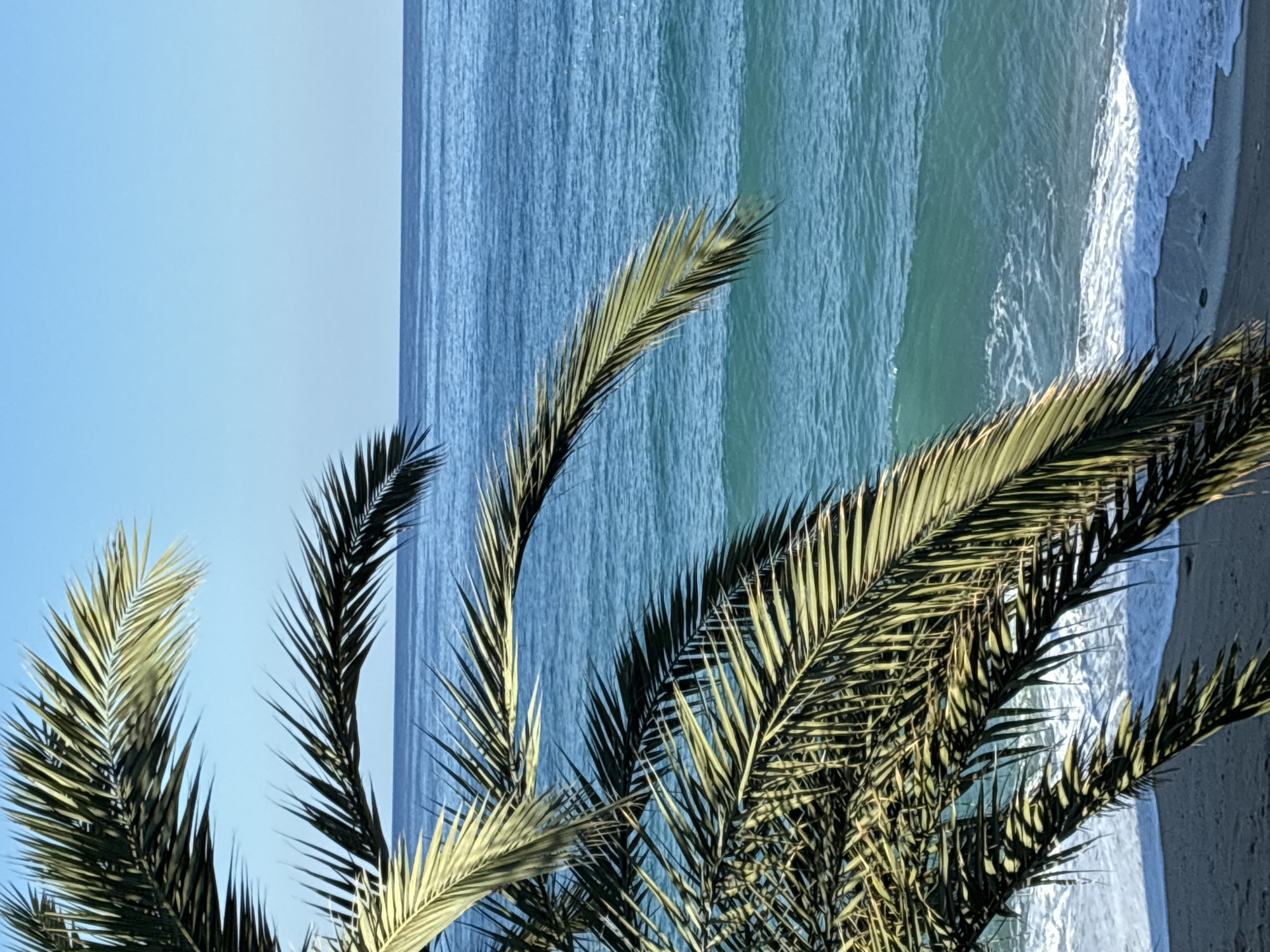 A close-up shot captures a portion of a palm tree's fronds in the foreground, with the turquoise waters of the Mediterranean Sea and a clear blue sky occupying the background. The palm fronds are a vibrant green, with some areas catching the sunlight, creating a play of light and shadow. The sea exhibits a gradient of blue and green hues, with gentle waves crashing onto a sandy beach, indicated by a sliver of dark sand and white foam at the bottom of the frame. The horizon line is sharp and distinct where the sea meets the sky. This scene is characteristic of the coastal areas of Alanya, Turkey, known for its palm-lined beaches and clear waters. No people or specific objects beyond the natural elements are visible.