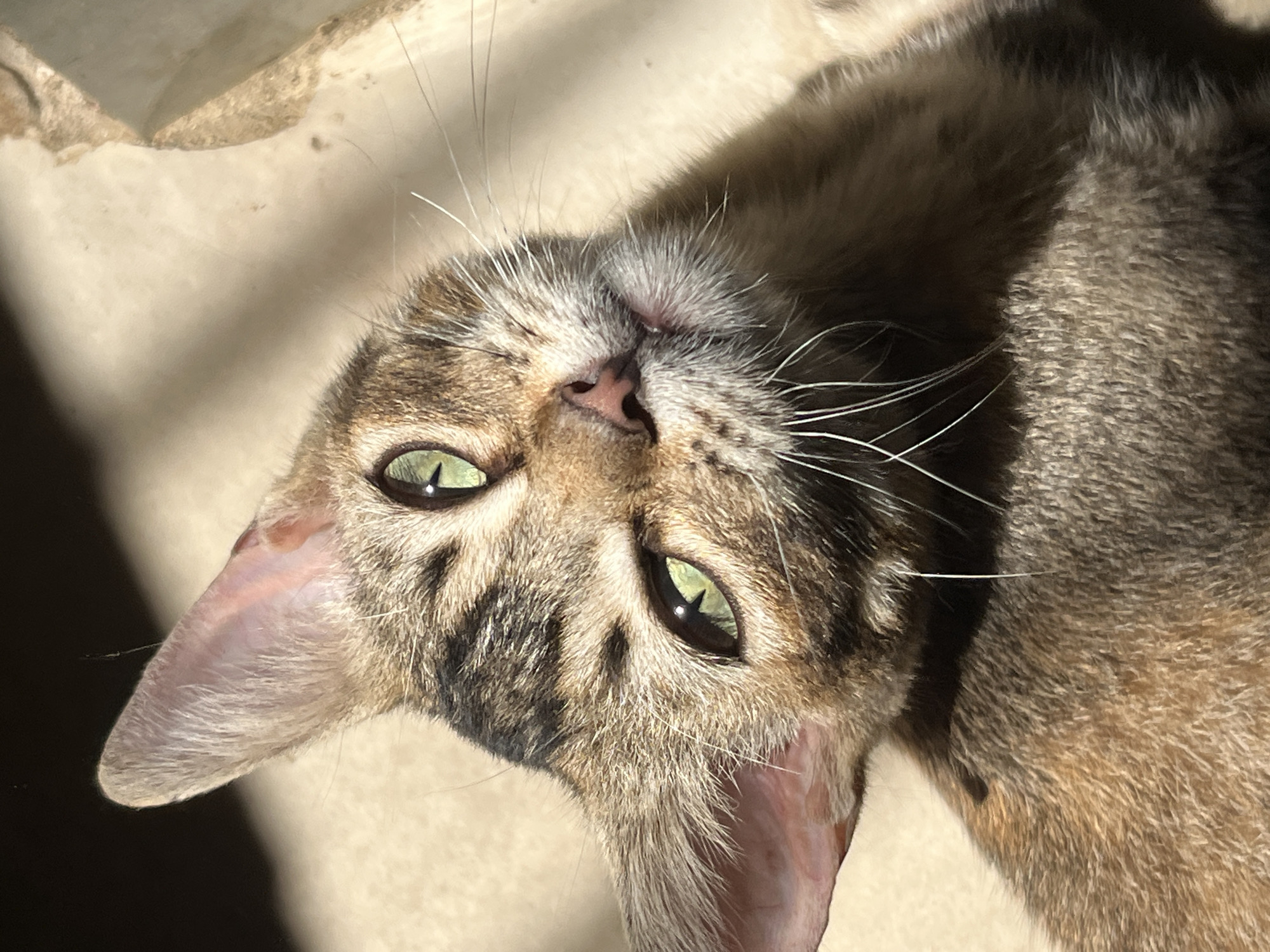 A close-up, angled shot shows a cat, lying on its back, with its head tilted toward the viewer. The cat has tabby markings with green eyes and a pink nose. The environment appears to be indoors, with light streaming onto the animal's fur. There are no indicators of Tinaquillo, Venezuela.