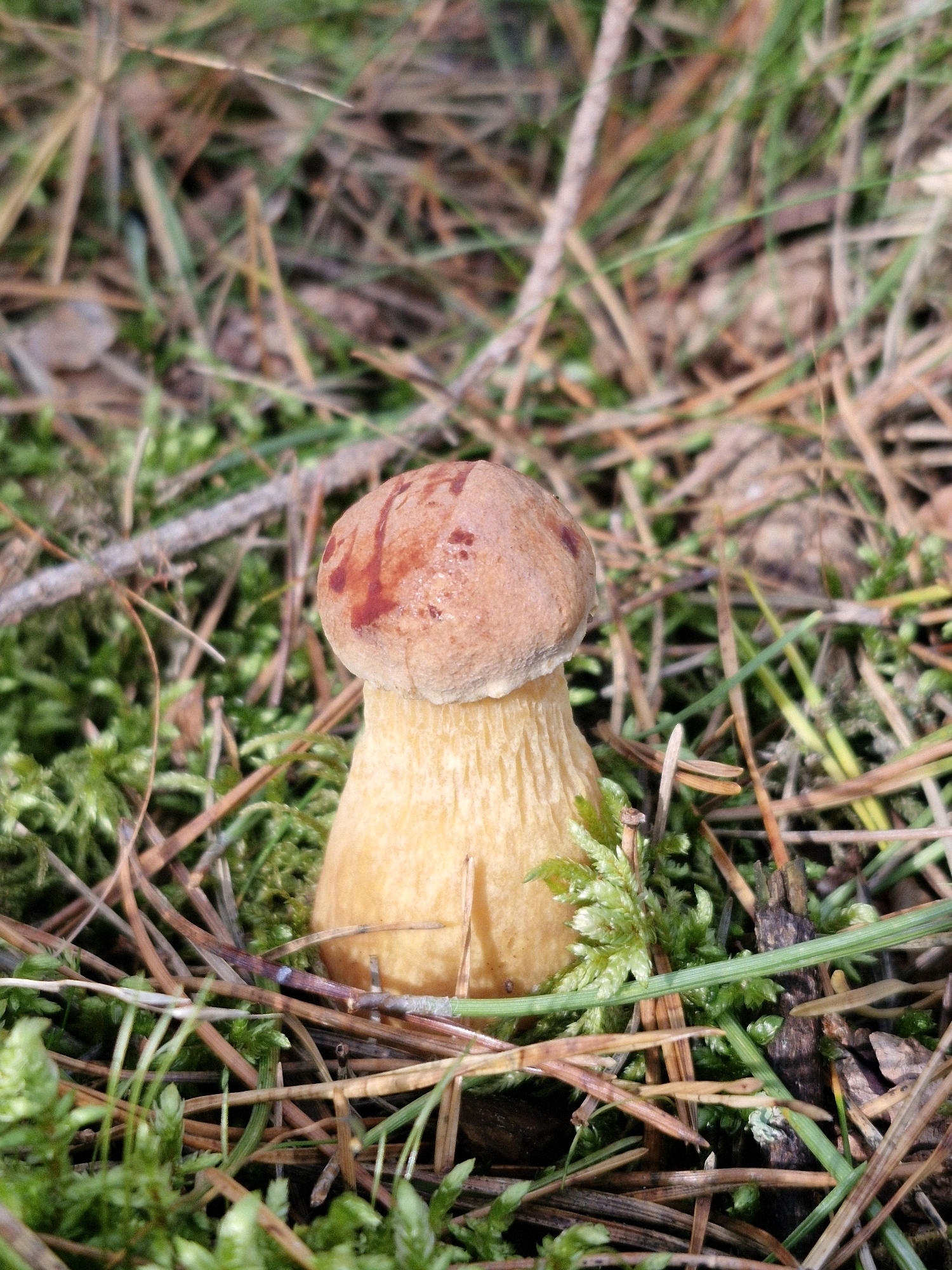 An up-close, vertical, eye-level shot captures a single, small mushroom emerging from the mossy forest floor. The mushroom's cap is a light brown color with reddish-brown markings, and it sits atop a thick, pale yellow stem. The surrounding environment is densely packed with green moss, dry pine needles, and sparse blades of grass. A few thin twigs and branches are also scattered amongst the vegetation. The lighting is natural and diffused, suggesting an outdoor setting, likely within a forest. The image does not contain any people or indications of human activity. Based on the flora and forest environment, the scene is consistent with a natural woodland area such as those found in Neringa, Lithuania.