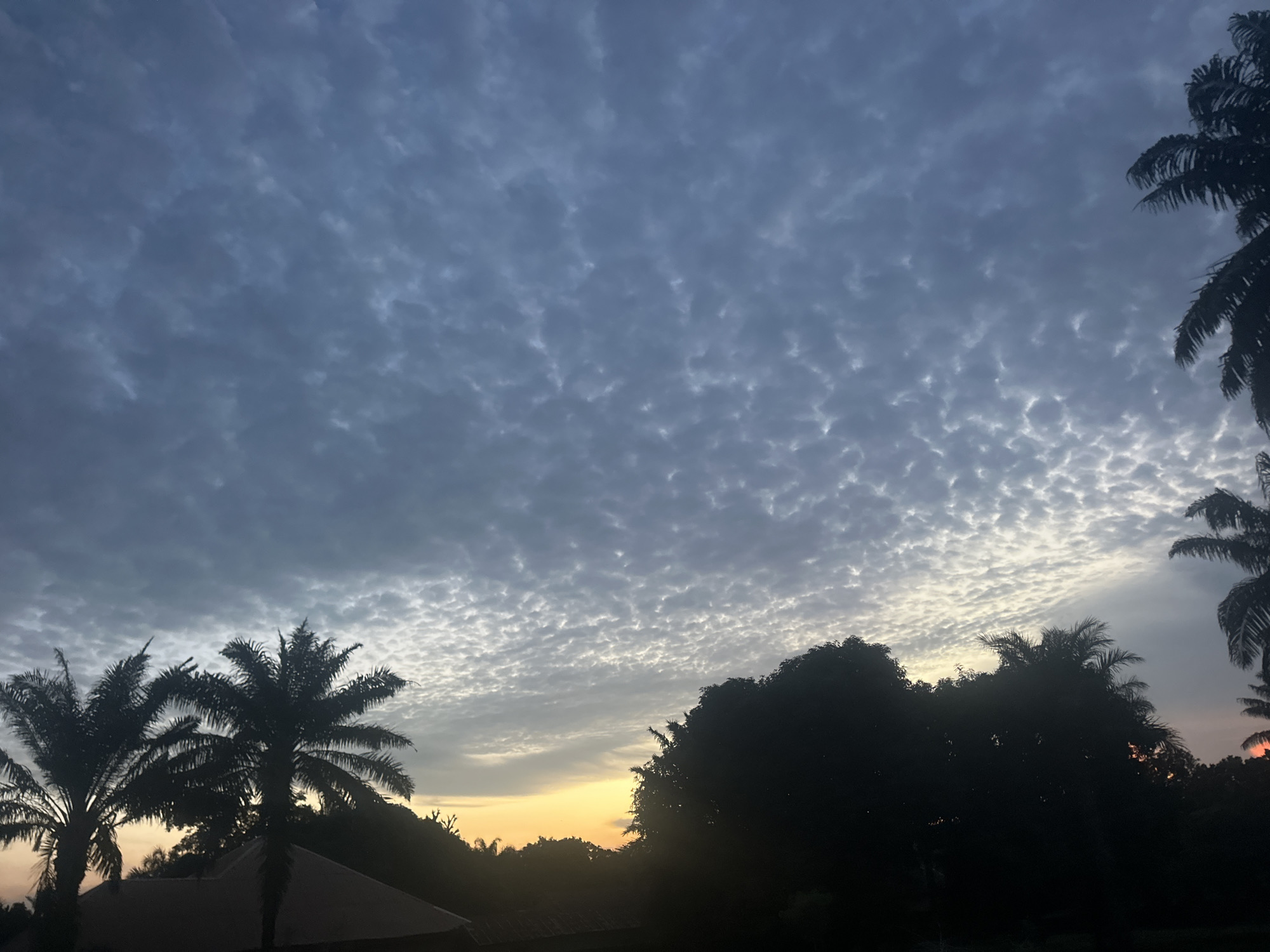 This is a horizontal, medium shot photograph of a sky with scattered clouds at sunset. The clouds are textured and appear to be altocumulus, arranged in a wavy pattern across the majority of the frame. The upper portion of the sky is a deep blue, transitioning to lighter shades of gray and white as it moves down. A soft, warm glow of orange and yellow light from the setting sun is visible near the horizon line.
Silhouetted against the sky are the dark forms of trees and palm trees. Two prominent palm trees are on the left side of the image, with their fronds fanned out. Other trees fill the lower portion of the frame, creating a dense, dark line across the landscape. A portion of a roof, possibly from a building, is visible in the bottom left corner.
The scene suggests a tropical or sub-tropical location due to the presence of palm trees. The time of day is clearly sunset, indicated by the warm glow on the horizon and the darkening silhouettes of the vegetation. The weather appears to be clear with scattered clouds, contributing to the visually interesting sky. The overall mood is tranquil and serene, capturing the beauty of a tropical sunset. No text is visible in the image. The location context provided is Akwanga, Nigeria.