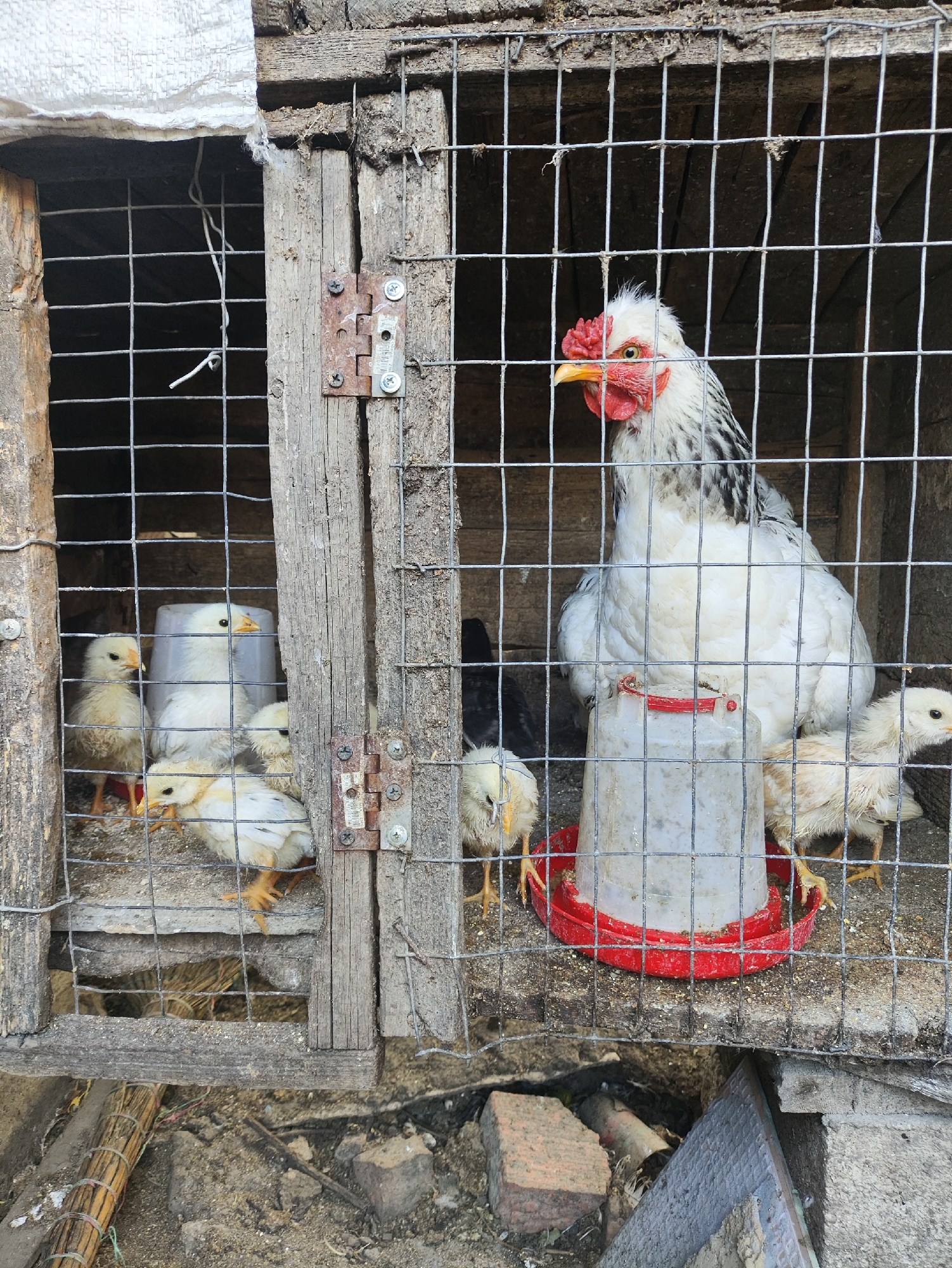 A hen and several chicks are contained within a wooden and wire-mesh coop. The hen, white with black markings, stands near a red-bottomed feeder, facing left with its head tilted slightly. The chicks, mostly yellow and white, are scattered around the hen, some standing, some appearing to peck at the ground. The coop is rustic, with weathered wood and wire mesh forming its structure. The ground outside the coop is rough and uneven, with dirt, stones, and debris visible. The scene appears to be outdoors in a rural or semi-rural setting. The presence of a chicken coop and the general condition of the enclosure suggest a farm or domestic animal enclosure, likely in Risipeni, Moldova, given the context provided.