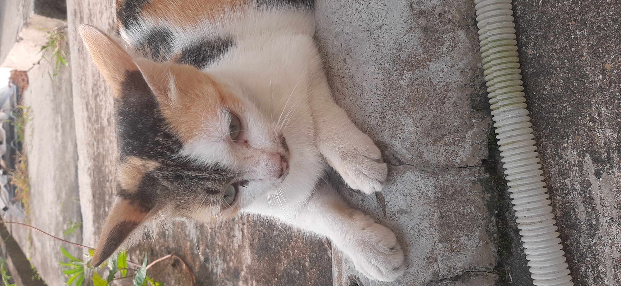 A calico kitten with white, black, and orange fur is lying on a concrete surface. The kitten has green eyes and is looking downwards. Its front paws are visible, resting on the concrete. In the background, there are some plants and more concrete. A white corrugated tube runs horizontally in the foreground. The scene appears to be outdoors, possibly in an alleyway or on a sidewalk in Jambi, Indonesia, given the style of the concrete and the presence of outdoor vegetation.