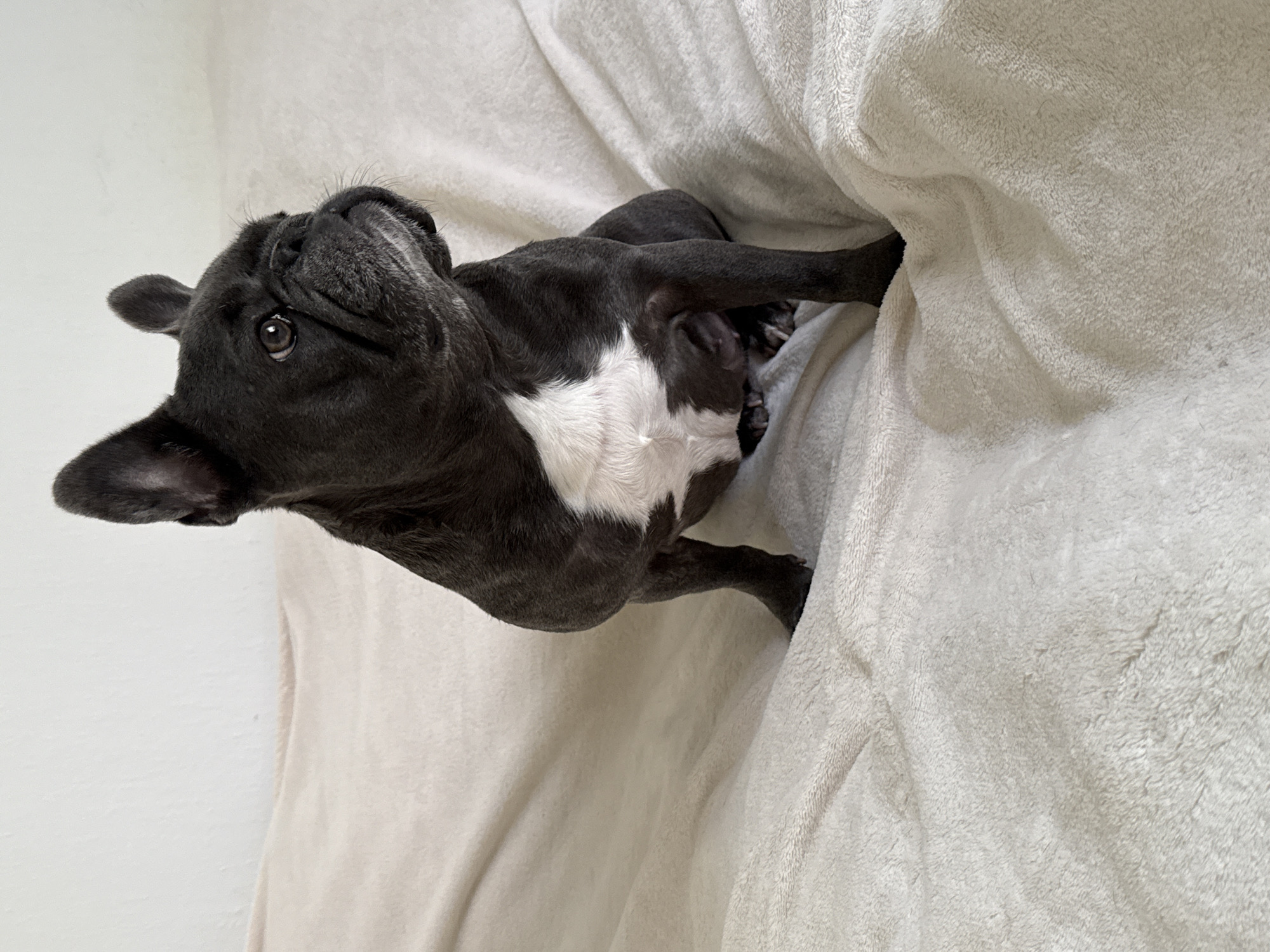 A dark-colored French Bulldog is sitting on a soft, light-colored blanket. The dog is facing to the right, with its head turned slightly back towards the camera. Its ears are pointed upwards, and its eyes are open. The blanket is draped and folded, creating a textured surface. The background is a plain white wall. There are no people or other animals visible in the image. There is no information in the image to suggest a location in Bad Sachsa, Germany.