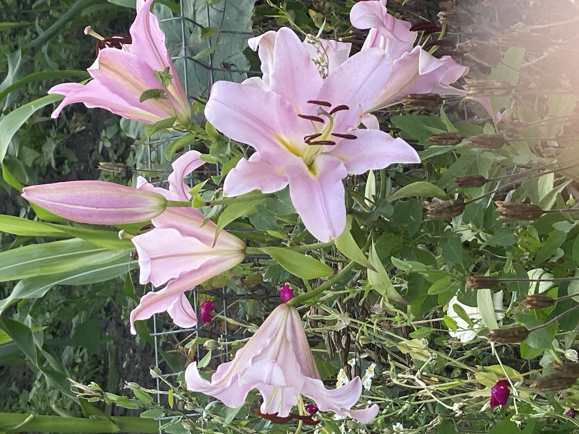 The image shows a close-up view of several pink lilies in a garden setting. The lilies are in various stages of bloom, with some fully open and others still in bud. They are accompanied by green foliage and a wire fence. In the background, stalks of corn are visible. The scene appears to be outdoors, likely in a residential garden. The flowers are the main subject of the photograph, with their delicate petals and prominent stamens. The lighting suggests it is daytime, possibly in the late afternoon or early evening, given the soft quality of the light. There are no people or animals present in the image. The overall impression is one of natural beauty and tranquility.