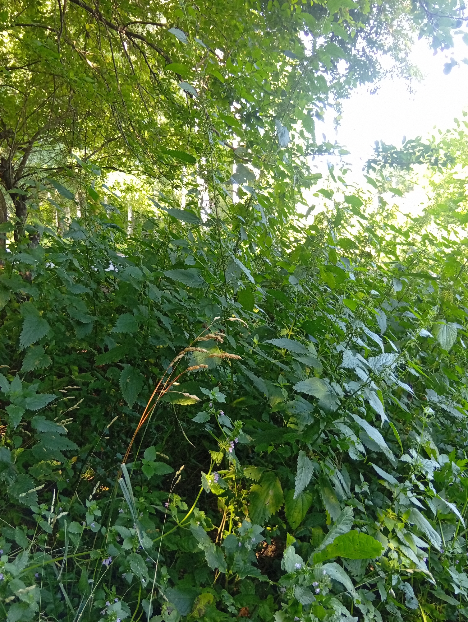 This is a ground-level, close-up, vertical shot of dense green foliage in a wooded area, likely located in Zviahel, Ukraine. The image is dominated by the lush, overgrown vegetation, primarily composed of nettle plants with their distinctive serrated leaves. Thin, dry grass stalks are interspersed throughout the nettles, some reaching upwards. In the upper portion of the frame, the canopy of deciduous trees forms a dappled ceiling, with sunlight filtering through the leaves, creating bright highlights and casting shadows. The overall impression is one of a wild, untamed natural setting within a city park or a less-manicured urban green space. There are no people or animals visible in the image. The lighting suggests it is daytime, possibly late afternoon given the angle of the sun.