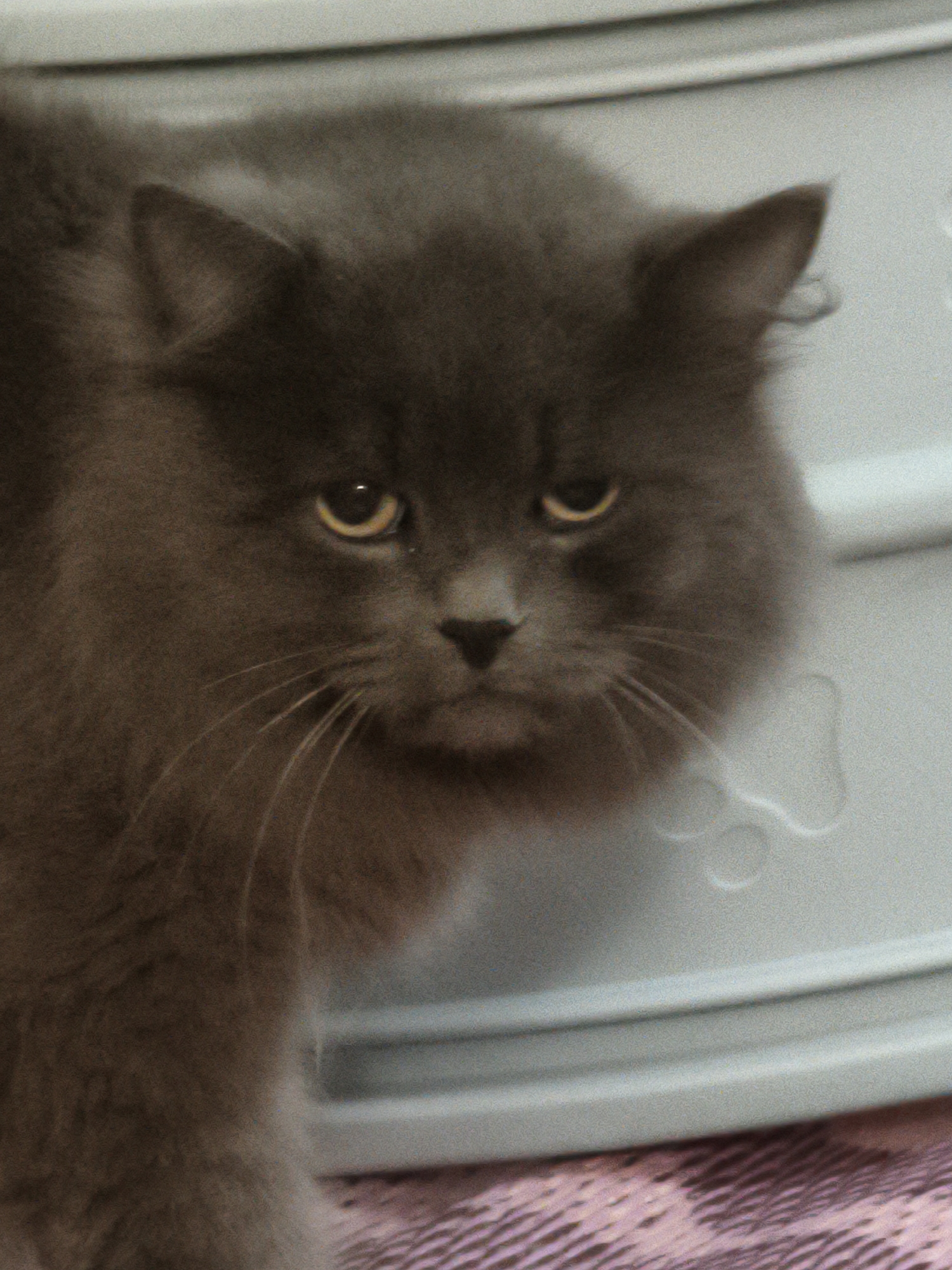 A close-up, slightly grainy, eye-level medium shot captures a medium-haired, grey cat with yellow eyes. The cat is facing the camera, with its head slightly tilted. Its ears are perked up, and its mouth is closed. The cat's fur is fluffy, and its whiskers are prominent. The background is out of focus, showing a light grey, textured surface with horizontal ridges. The lighting is even, with no harsh shadows. The cat appears to be indoors, possibly in a home environment, though no specific details of the location or city are discernible.