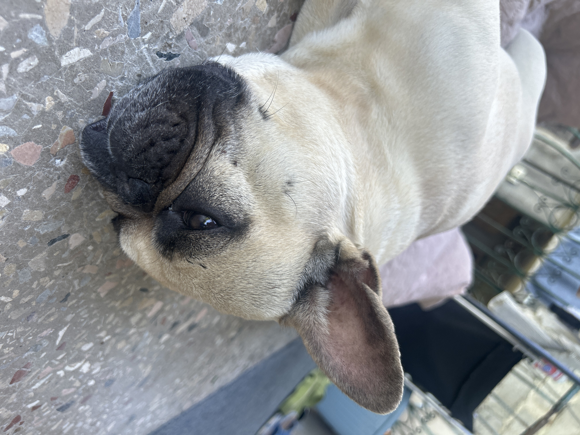 A light-colored French Bulldog is lying on a textured, terrazzo-like surface. The dog is resting on its side, with its head turned towards the viewer. Its right ear is visible, and its eye is partially open, looking slightly upwards. The dog's snout is black and wrinkled. The background is blurred, but appears to be an outdoor setting with some furniture and possibly a cage-like structure. There is no visible indication of the location being in Kutaisi, Georgia.
