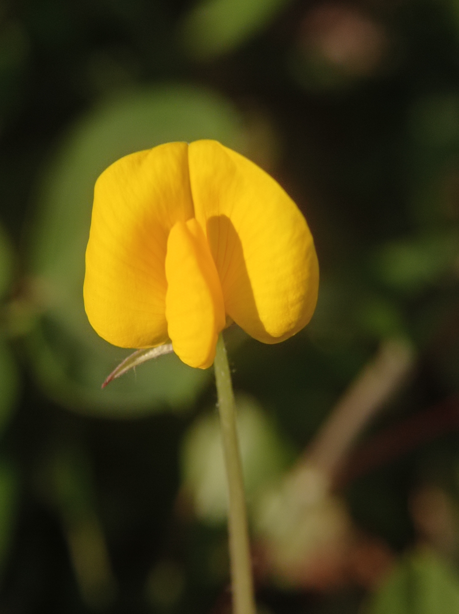 The image is a close-up photograph of a single yellow flower, likely a Peanut flower (Arachis pintoi), in focus against a blurred green background. The flower has a distinctive shape with two prominent petals forming a cup-like structure. The petals are a vibrant yellow, with subtle variations in shading due to the lighting. A slender green stem is visible extending downwards from the flower. The background consists of out-of-focus foliage, creating a soft bokeh effect. There is no indication of the flower's specific location within Mulyoagung, Indonesia, or any presence of people or specific actions. The scene depicts a natural element in a garden or outdoor setting.