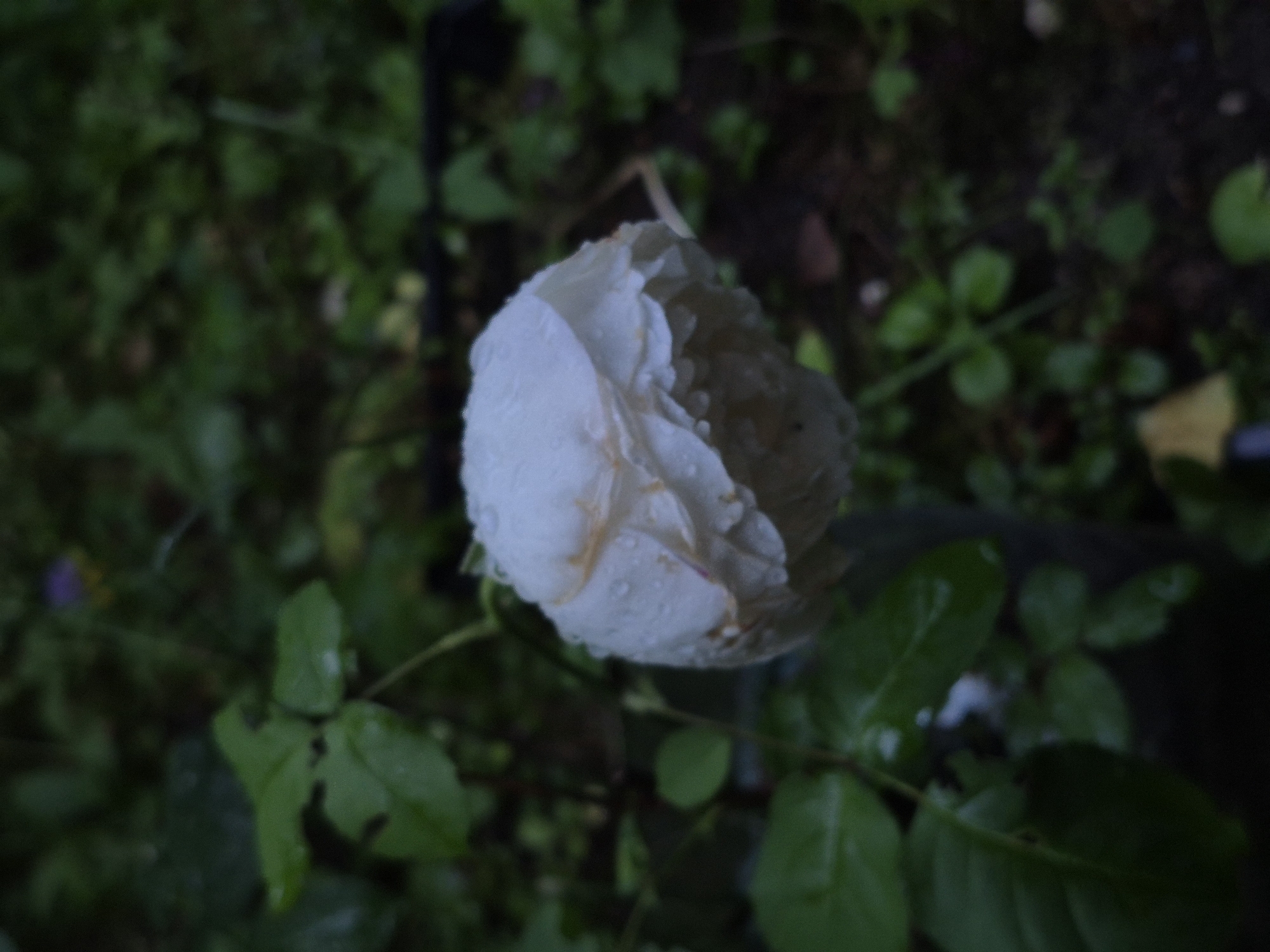 The image shows a close-up of a single white rose in a garden. The rose is partially closed and appears to be wet, with droplets of water visible on its petals. The background is a blur of green foliage, suggesting it is a natural outdoor environment. There are no people or man-made structures clearly visible in the image. The overall lighting is dim, indicating it might be overcast or late in the day. The location of Астра-1 Днт, Russia is not explicitly depicted or discernible from the visual information in the photograph itself.