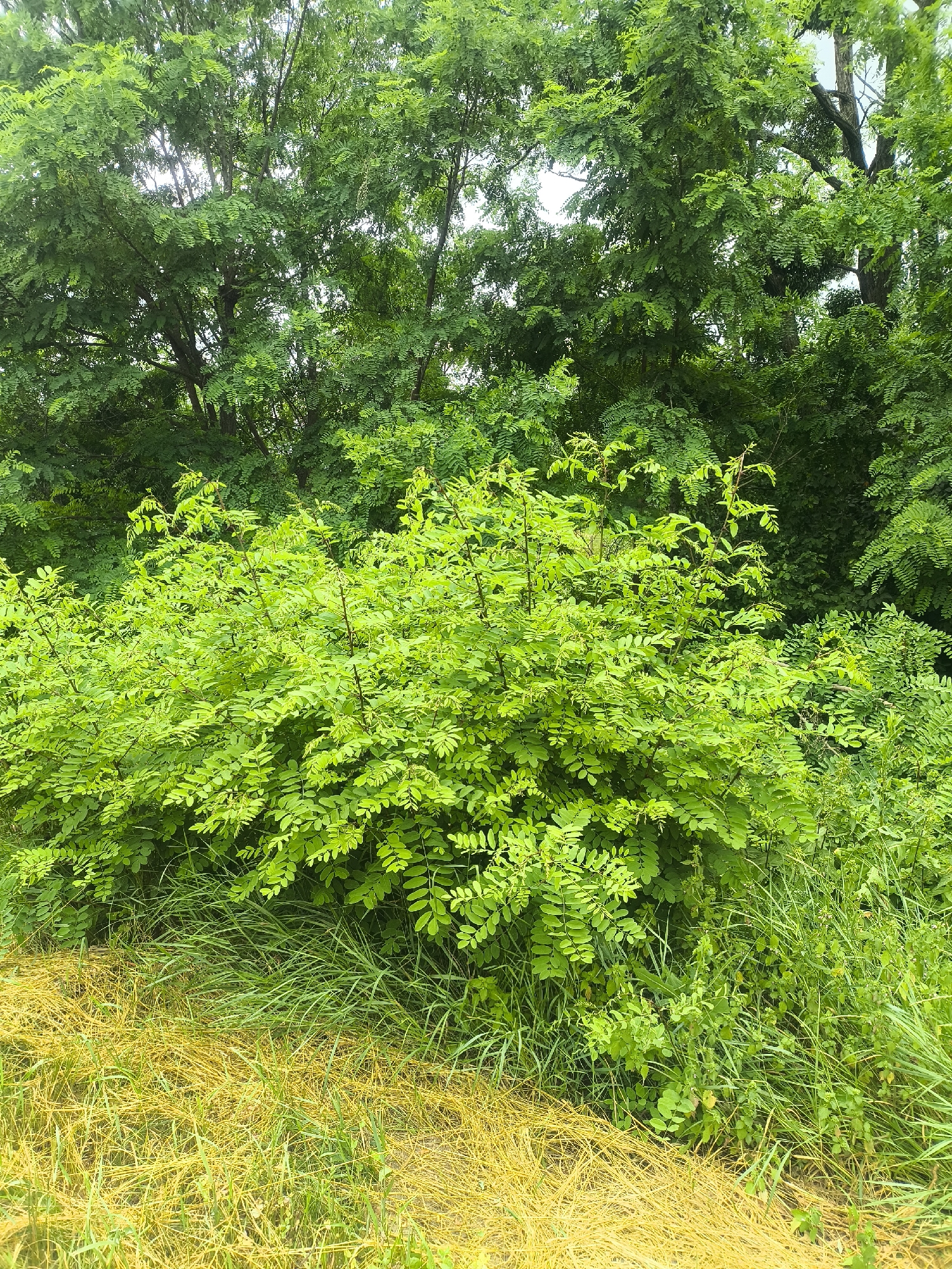 The image depicts a lush green landscape dominated by trees and dense foliage, with a patch of dry, yellow grass in the foreground. The scene is a natural environment, likely a park or a wooded area within the city of Yasnohorodka, Ukraine. The trees are tall and leafy, forming a dense canopy that suggests a summer or late spring setting. A low-lying bush with bright green, compound leaves occupies the middle ground, contrasting with the darker green of the larger trees behind it. The dry grass in the lower portion of the image appears to be straw or dead vegetation, creating a distinct textural and color difference. There are no people or animals visible in the image. The overall impression is one of abundant, untamed nature.
