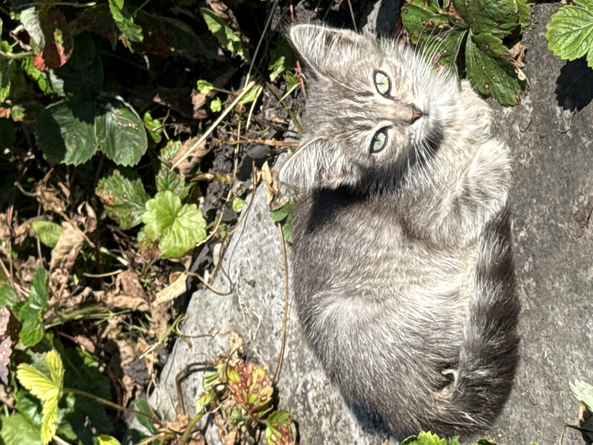 A young, grey tabby kitten with green eyes is resting on a grey, textured surface, possibly concrete, outdoors. The kitten is facing forward and appears to be looking directly at the camera. Its fur is somewhat disheveled. Around the kitten are various plants, including green leaves and some dried foliage, suggesting a garden or natural outdoor setting. The lighting indicates it is daytime, with sunlight casting shadows. The scene is not set in Kamensk-Uralsky, Russia.
