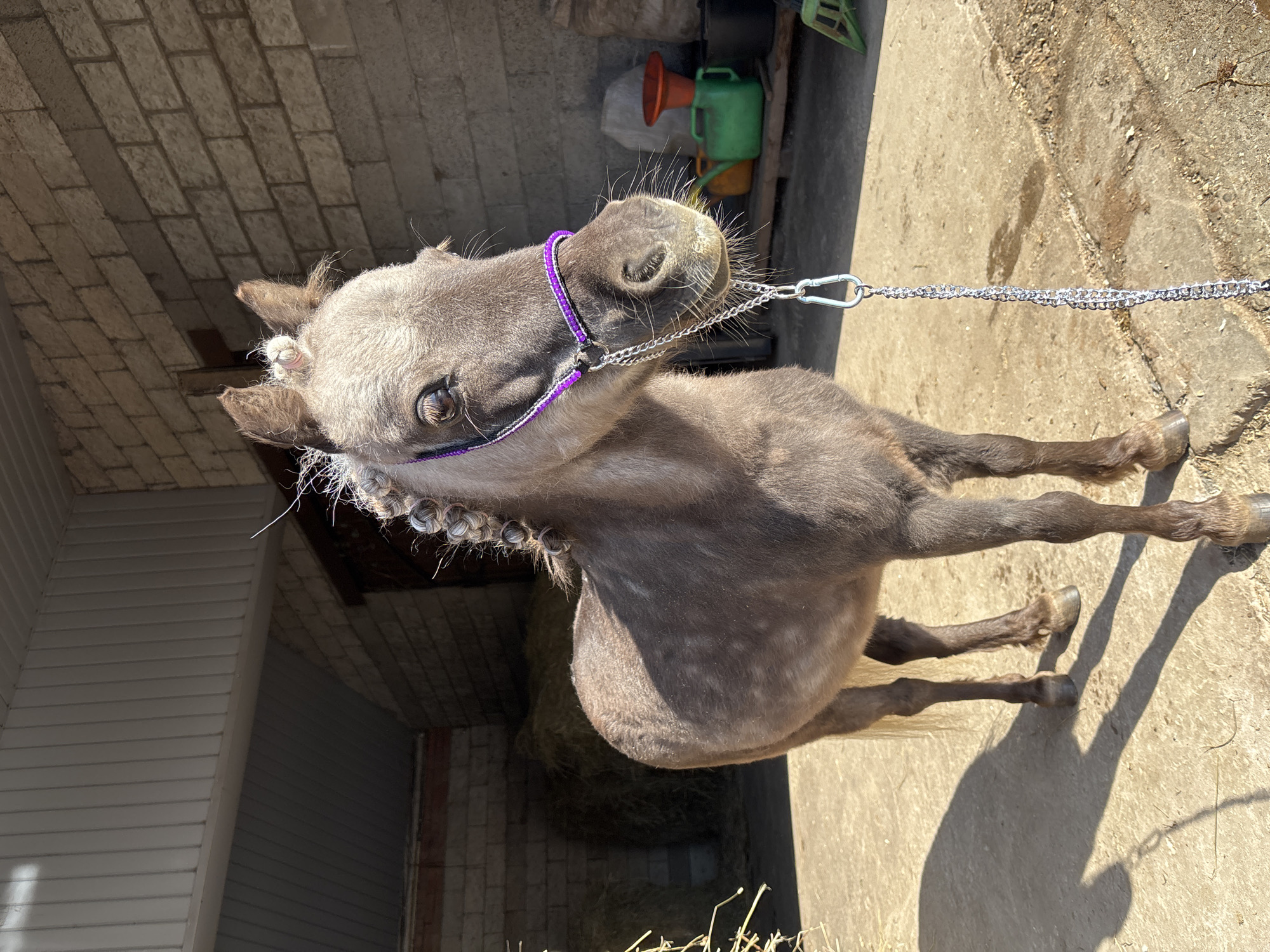 The image shows a brown pony wearing a purple and black beaded halter, attached to a silver chain lead. The pony stands on a concrete surface, casting a shadow. Behind the pony is a brick wall and a structure with white siding. In the background, there are some gardening items, including a green watering can. The pony is standing near some hay or straw. The location is Русский Вожой, Russia.