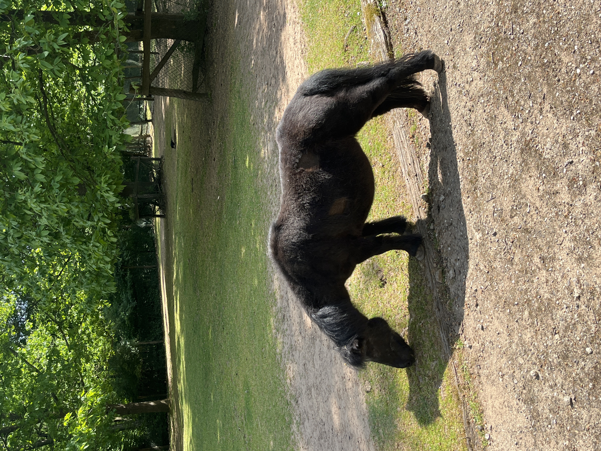 A black pony stands on a dirt and gravel path adjacent to a grassy area with trees in the background. The scene is brightly lit with sunlight casting shadows from the pony and surrounding foliage. The pony appears to be eating grass or grazing near the edge of the path. A wooden fence or gate is partially visible in the background amongst the trees. The location is likely a park or green space in Saarbrücken, Germany, possibly near the zoo or other animal enclosure.