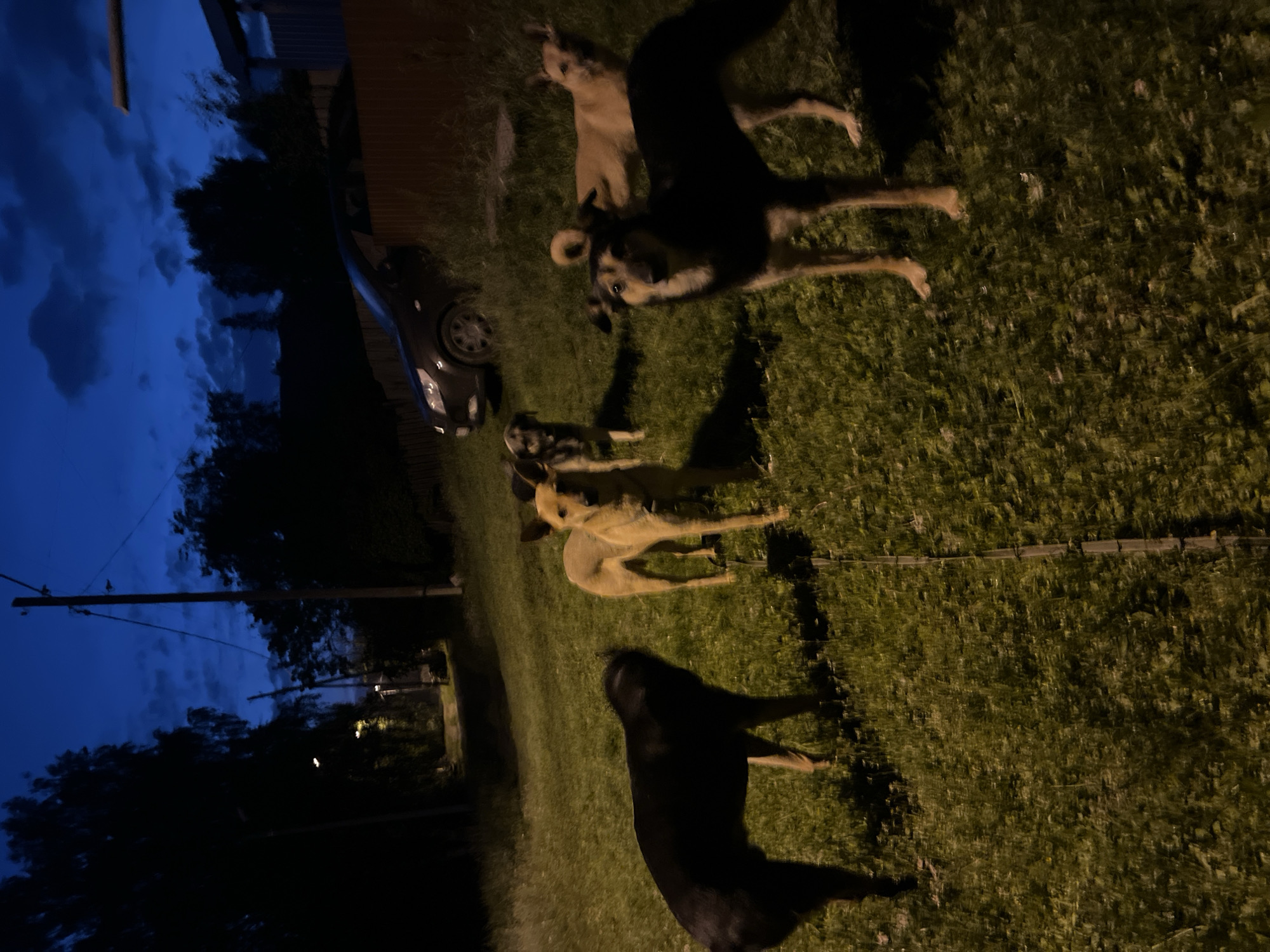 A group of five dogs stand on a grassy area at dusk or night. The sky is a deep blue with some clouds. In the background, there is a dark-colored car parked, a wooden fence, and trees. There are also utility poles and wires visible, suggesting an urban or suburban environment. The dogs are of various breeds and colors, including black, tan, and a mix of black and tan. They are all looking in different directions, with some appearing to be alert and others more relaxed. The lighting is dim, possibly from artificial sources like streetlights or house lights, casting shadows on the ground. The overall scene appears to be a residential area in Nizhny Tagil, Russia, during twilight or nighttime.