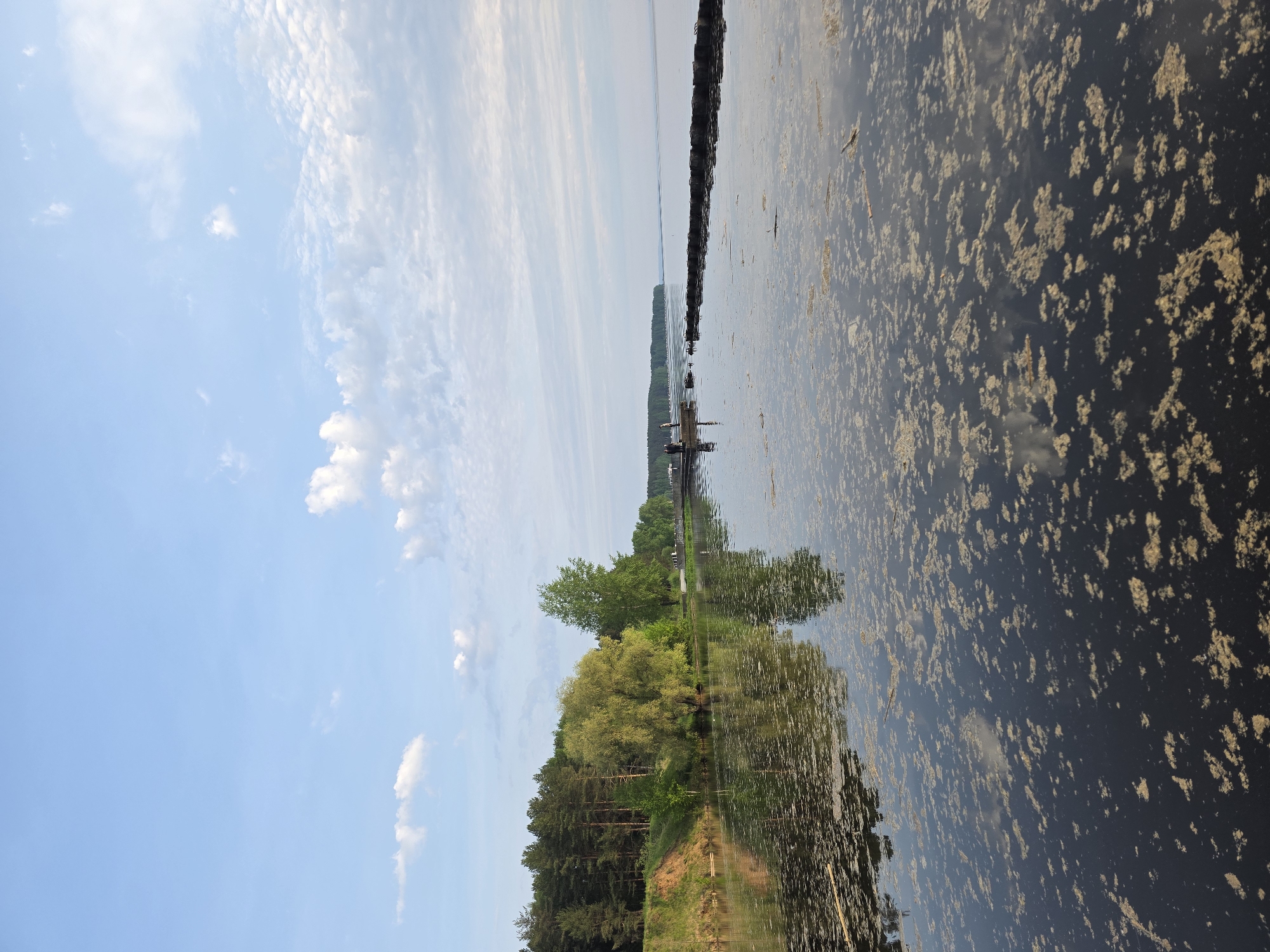 The image shows a body of water, possibly a lake or wide river, in the city of Chaikovsky, Russia. The water is dark and contains a significant amount of floating debris or algae. The shoreline on the left is covered with trees, and there is a reflection of the trees visible in the water. On the opposite shore there is a rocky outcrop. The sky is blue with scattered clouds.