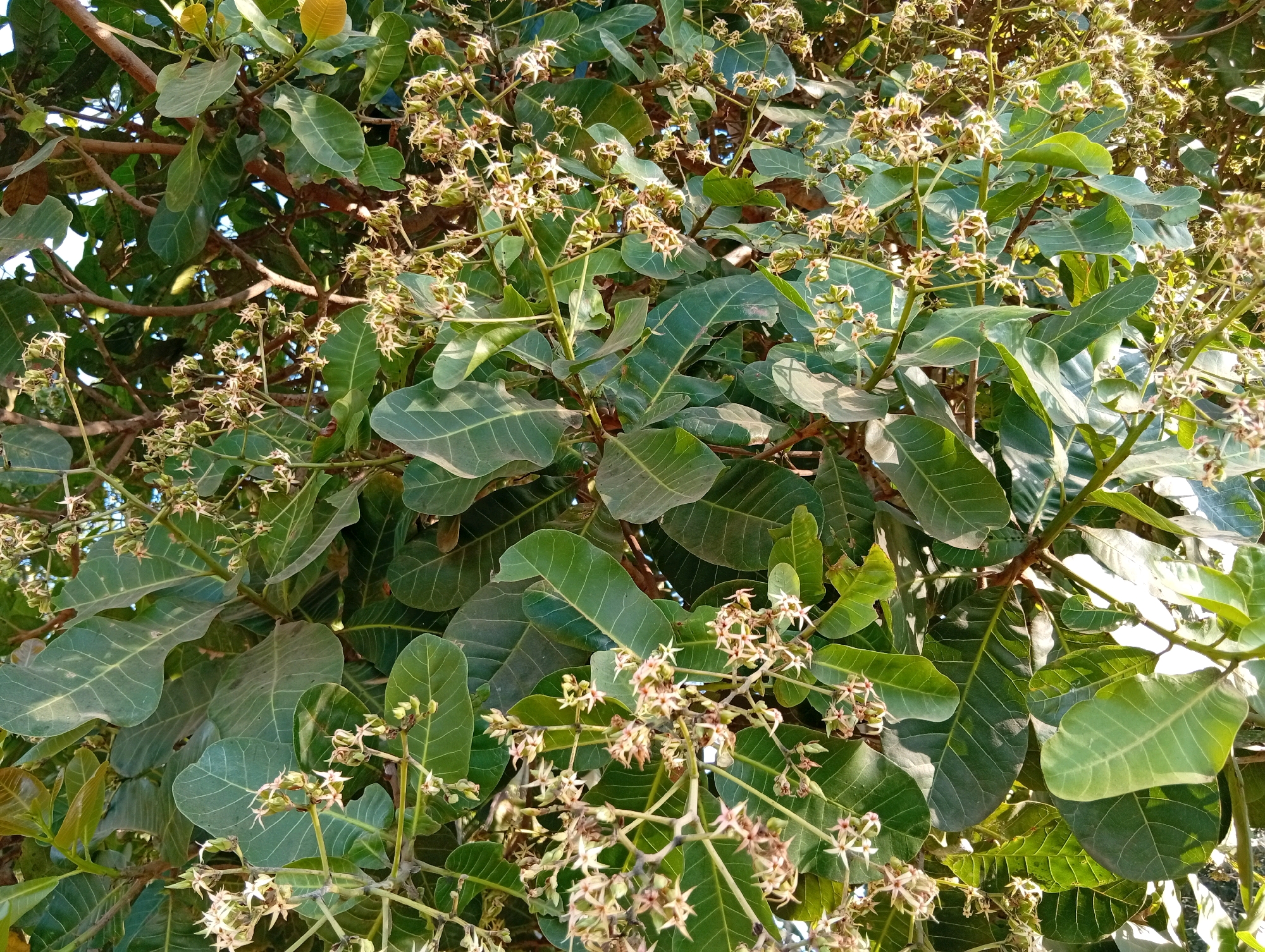 A close-up, eye-level shot captures the dense foliage of a cashew tree, laden with developing cashew apple flowers. The leaves are a vibrant green, broad, and glossy, with prominent venation. Scattered amongst the leaves are clusters of small, delicate flowers, pale pink and white with star-shaped petals, some still in bud and others beginning to open. The branches are a woody brown, intertwining to create a thick canopy. Sunlight filters through the leaves, casting dappled shadows and highlighting the textures of the plant. The image is taken outdoors, likely in a natural setting within Miritpetikusan, Indonesia, given the vegetation type. There are no people or animals visible in the frame. The scene depicts the early stages of fruit development on a cashew tree.