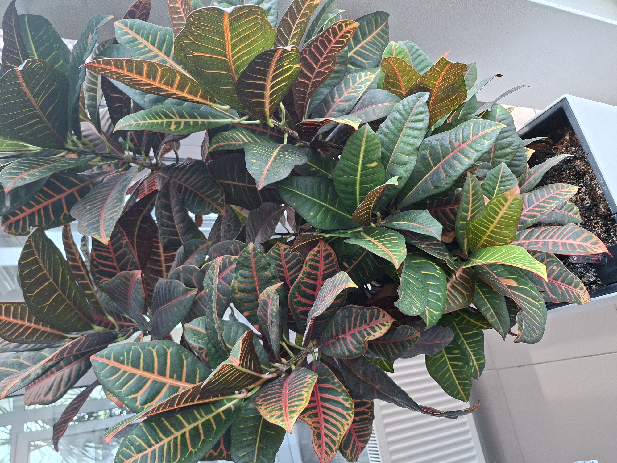 The image shows a potted Croton plant with vibrant green, red, and yellow leaves. The plant is situated indoors, possibly in a home or office environment, indicated by the presence of a radiator to the left and a clean, tiled floor. The background appears to be a window, suggesting natural light is illuminating the plant. The pot is white and rectangular. The scene is devoid of people, animals, or any discernible activity. The overall impression is that of a well-maintained indoor plant. There is no information within the image to suggest a specific location in Izhevsk, Russia.
